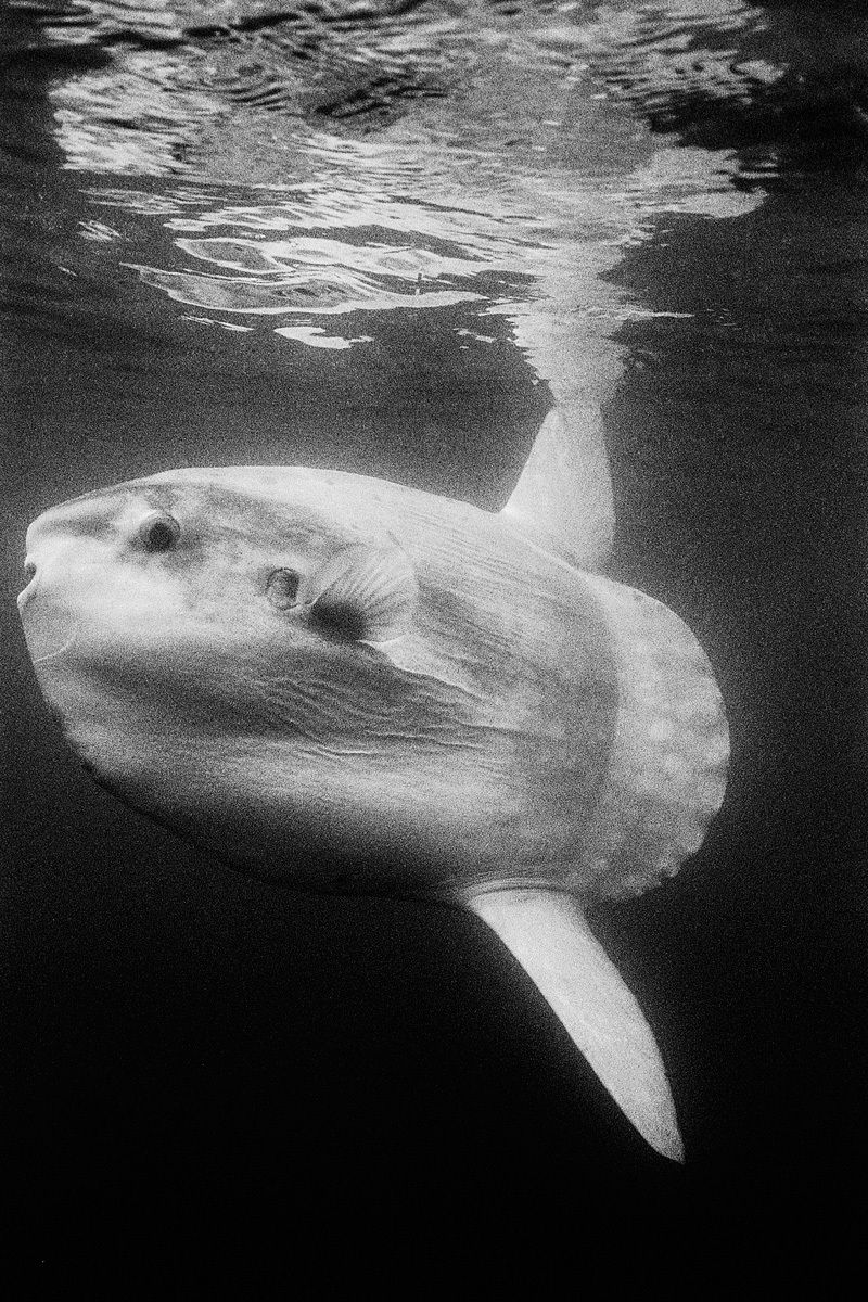 Ocean Sunfish
