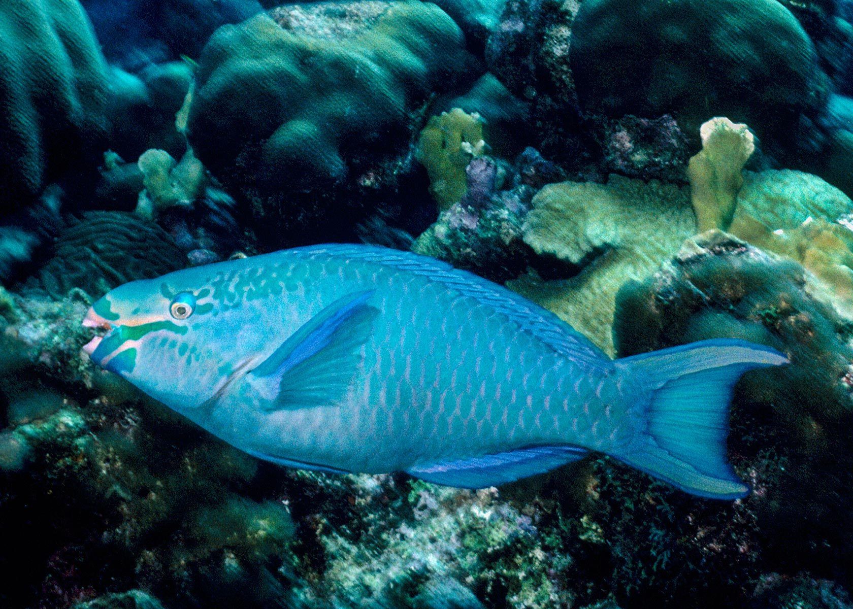 Parrotfish