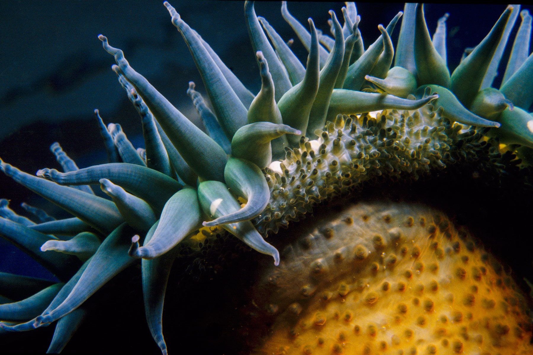 Giant Green Anemone