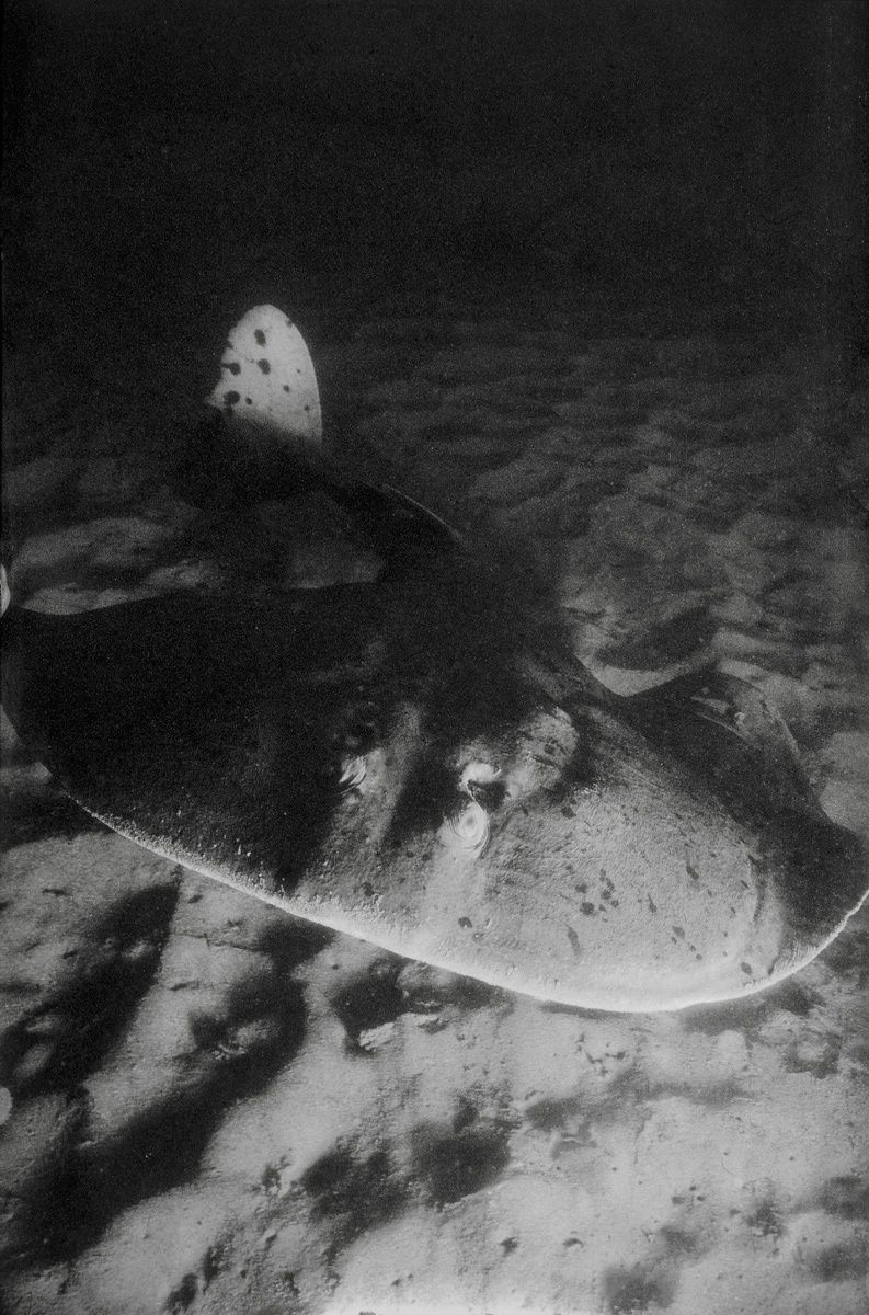 Pacific Electric Ray