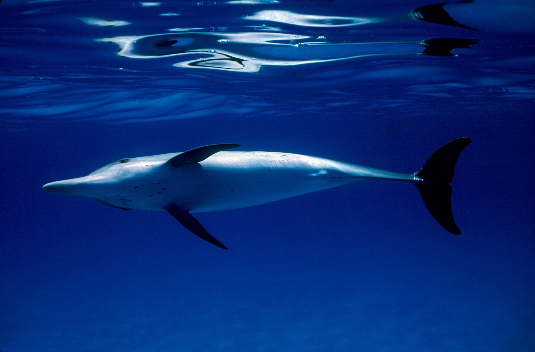 Atlantic Spotted Dolphin