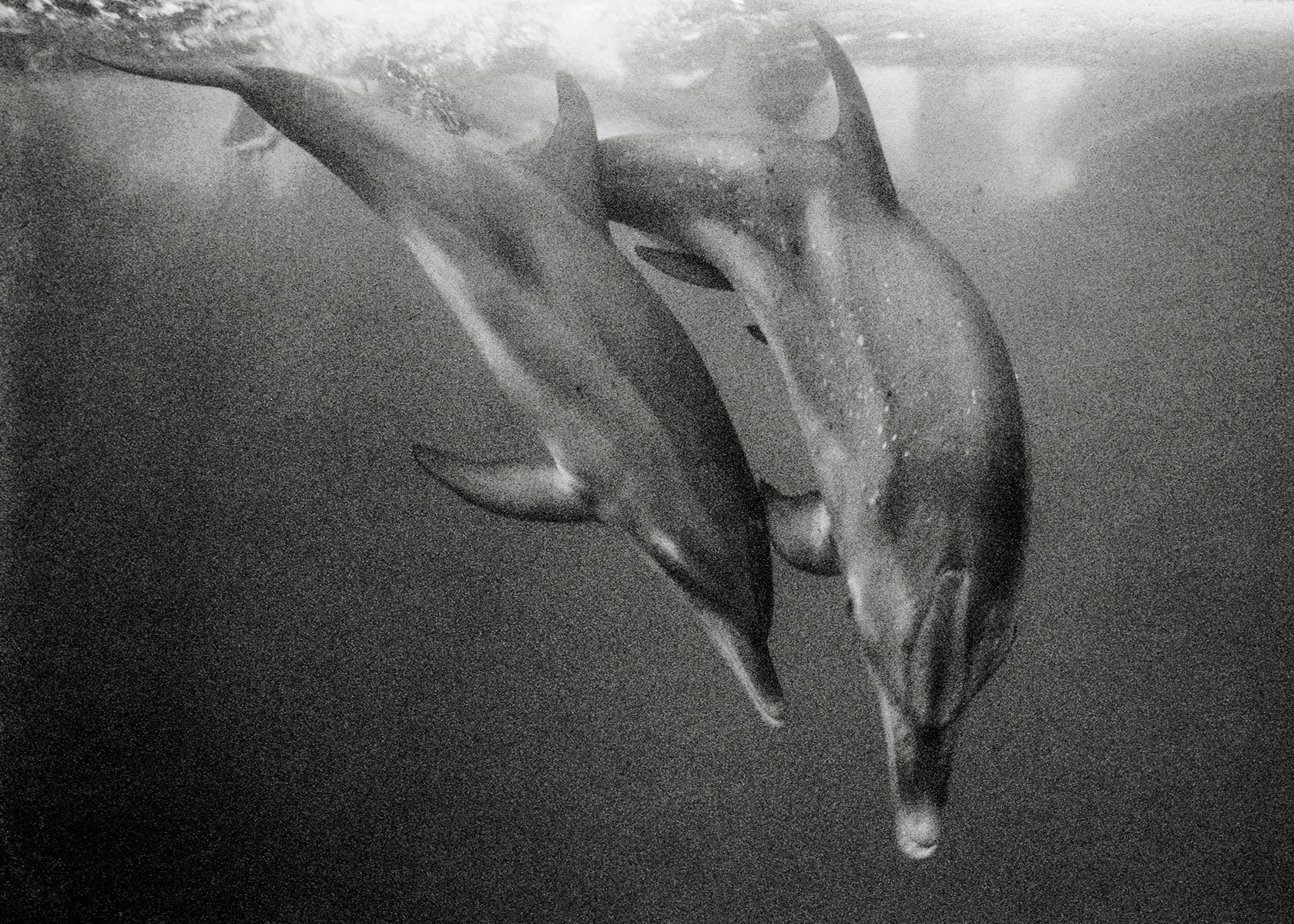 Atlantic Spotted Dolphin Calve & Cow