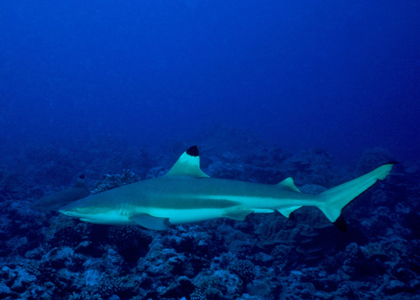 Blacktip Reef Shark