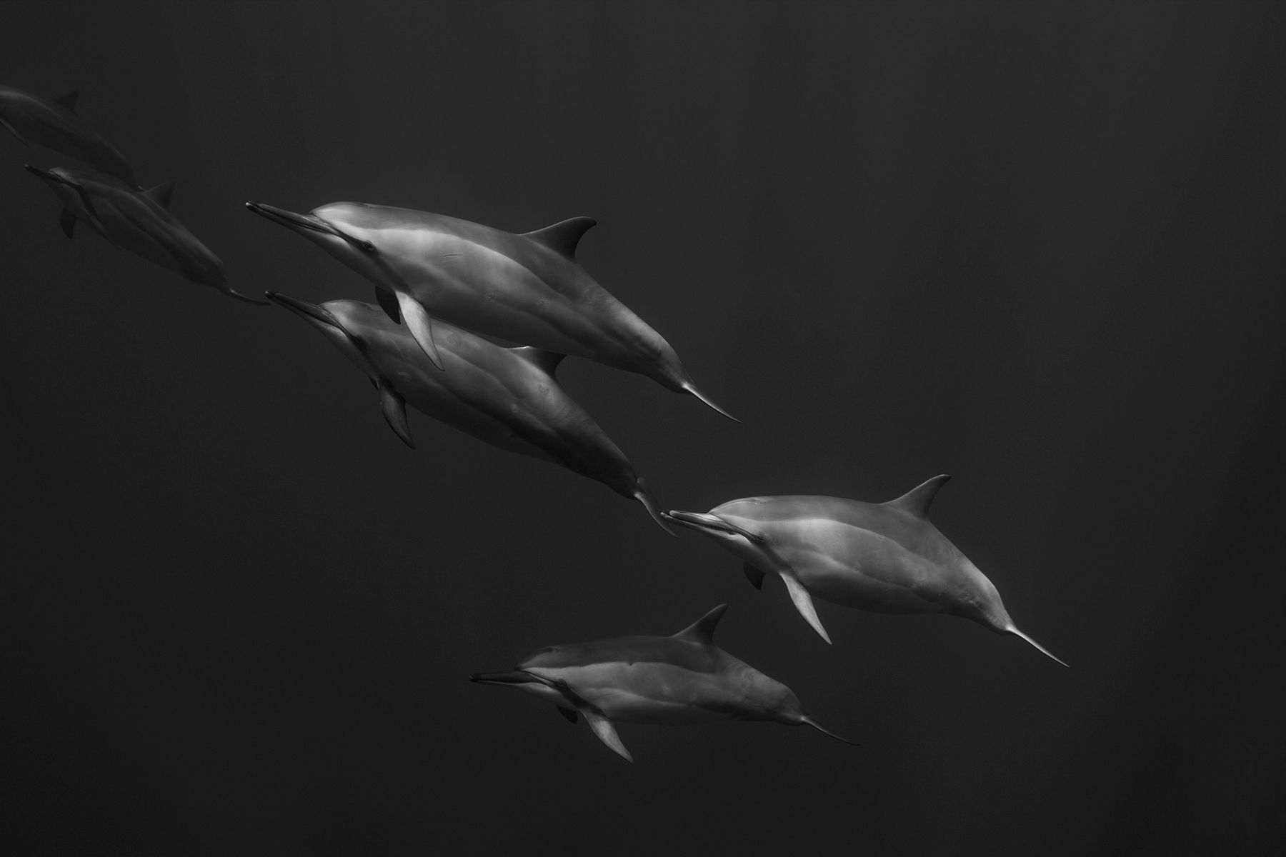 Spinner Dolphin