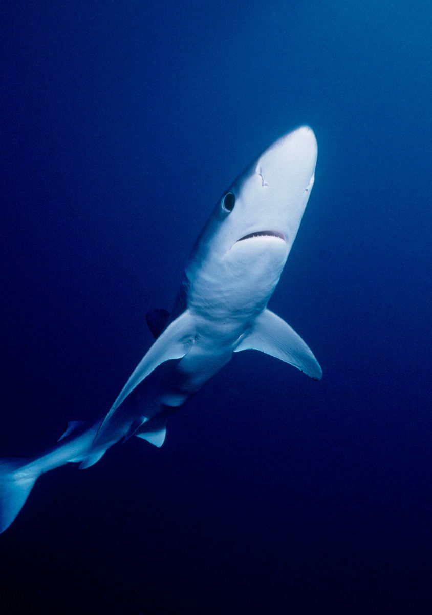 Blue Shark