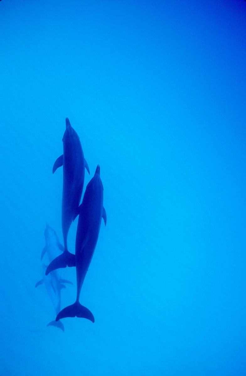 Atlantic Spotted Dolphin