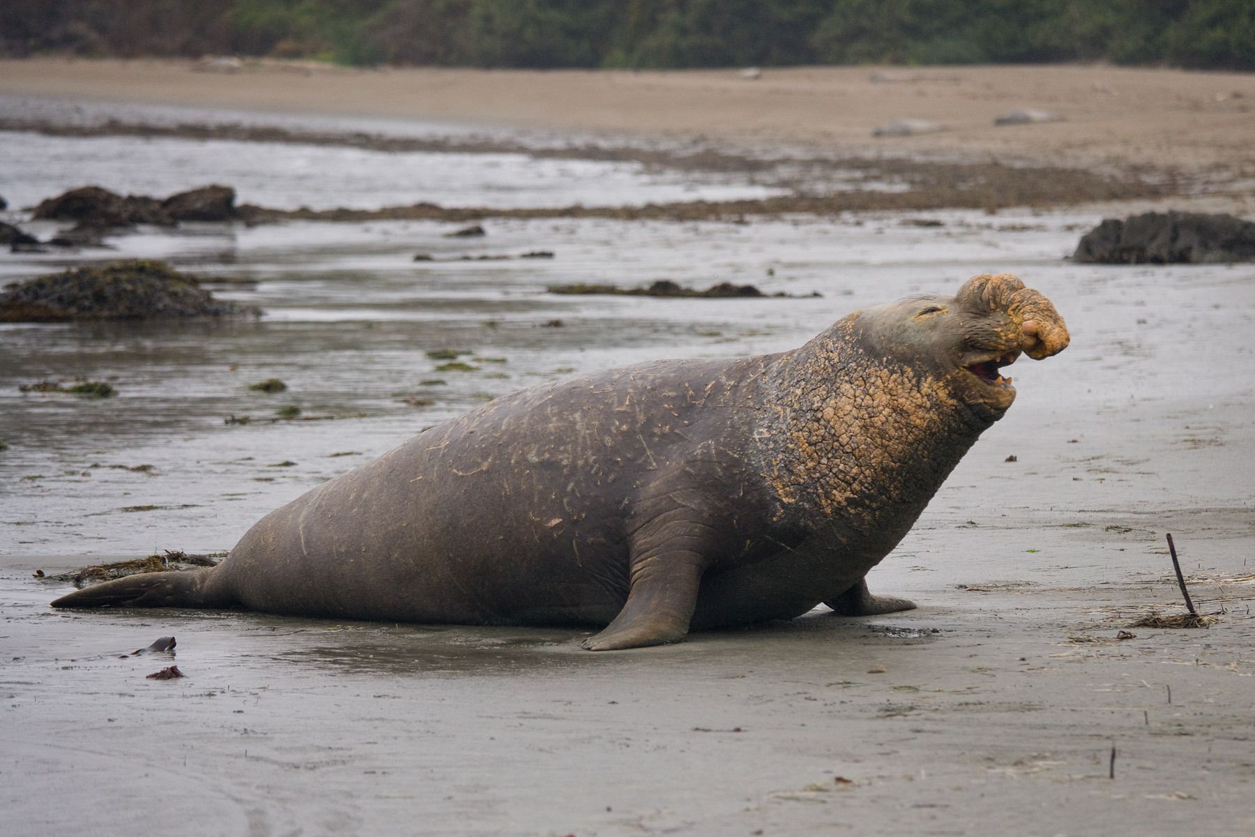 Bull Northern Elephant Seal