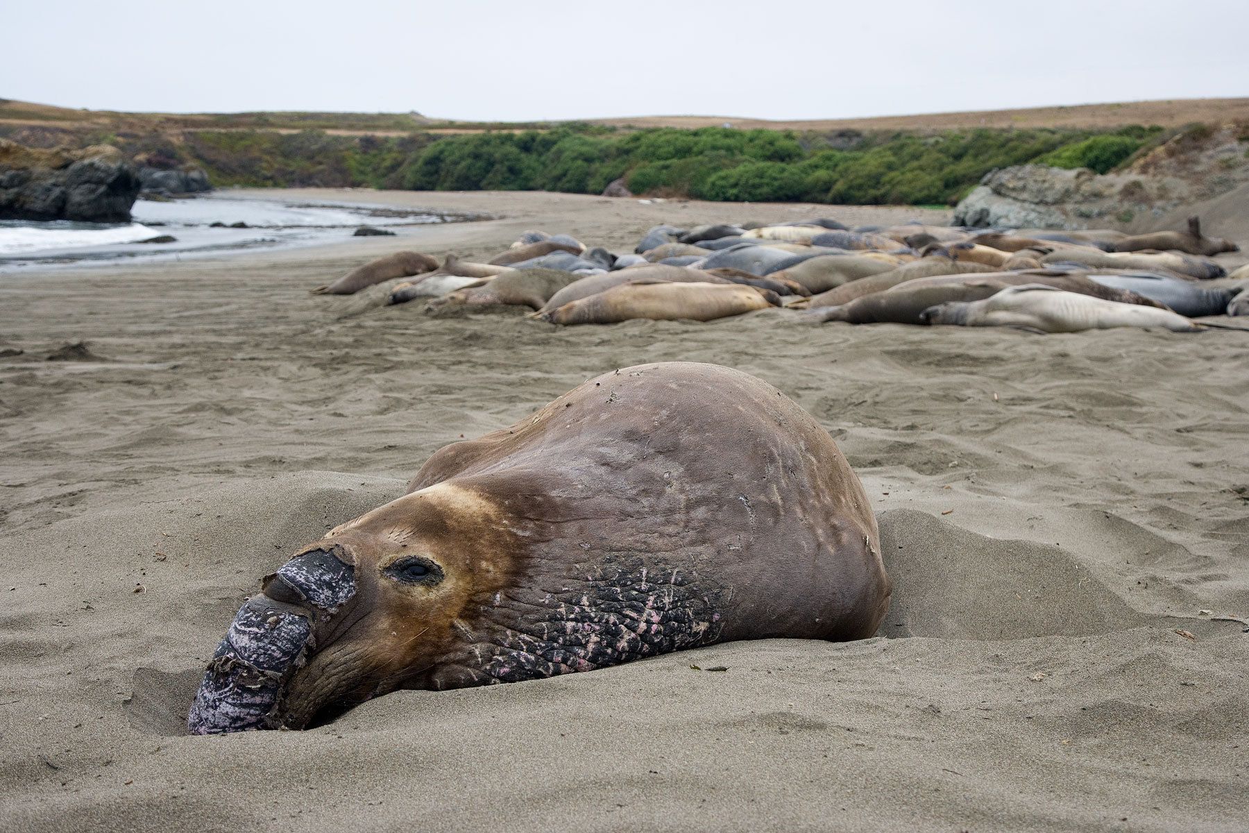 Bull Northern Elephant Seal