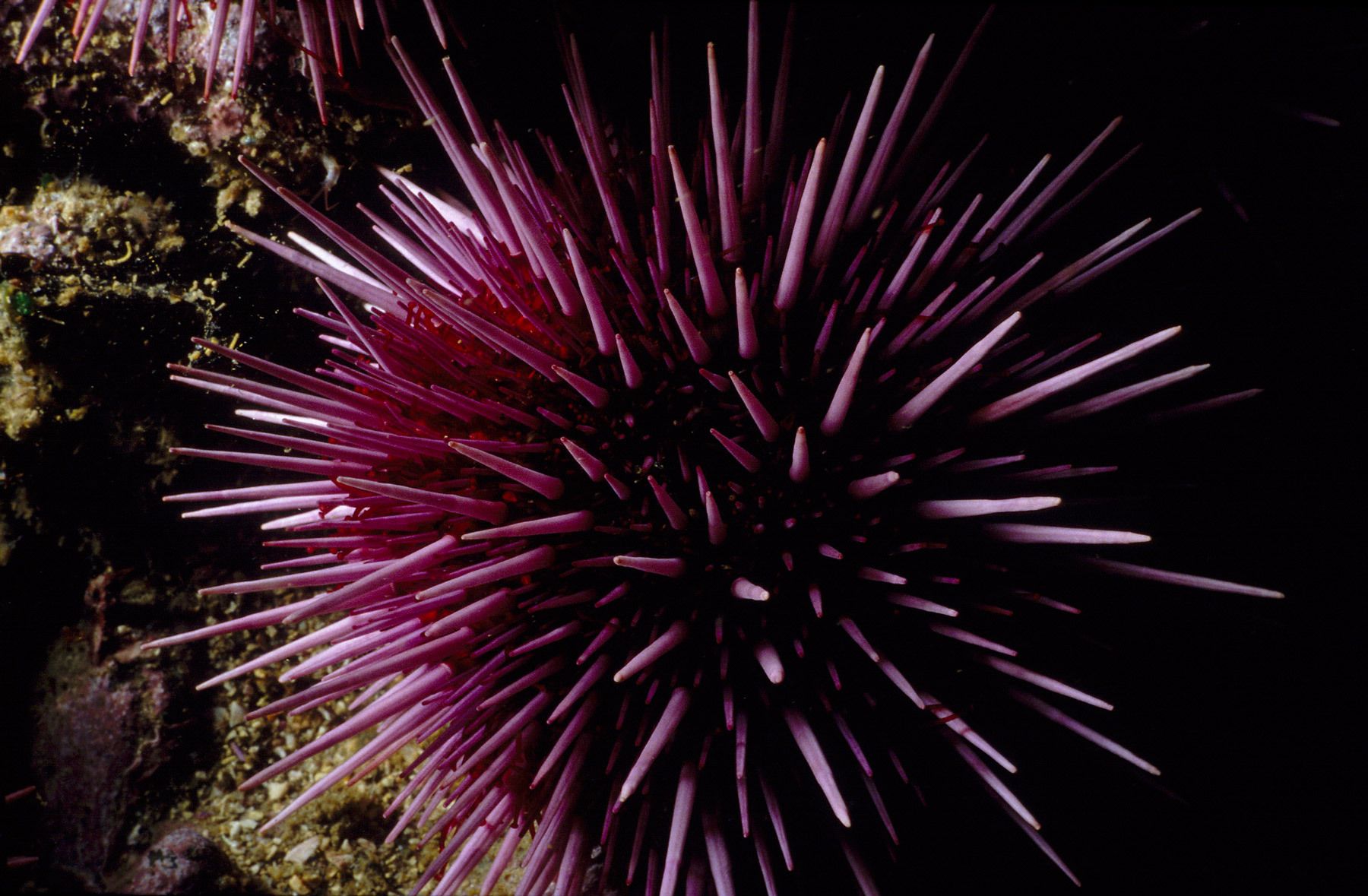 Purple Sea Urchin
