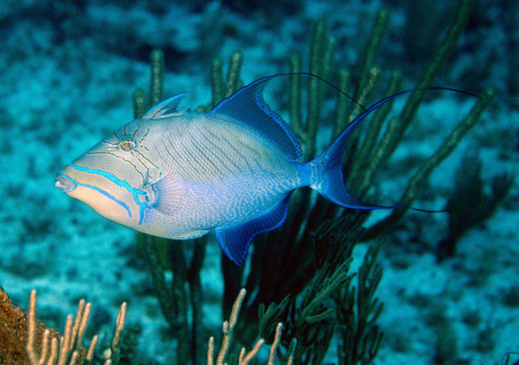Triggerfish