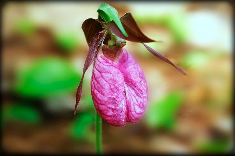 1lady_slipper_020