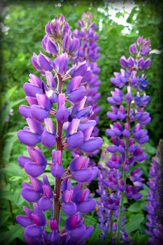 1Lupines