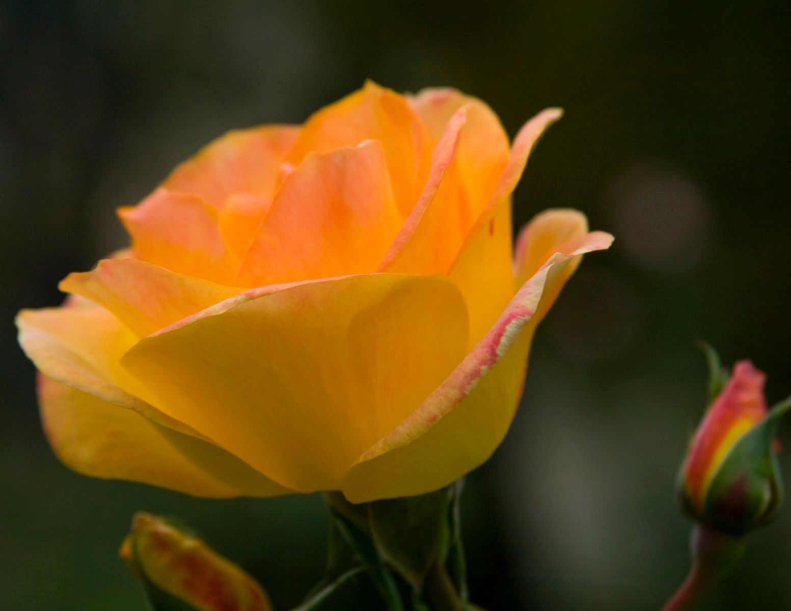 1r5137_rodin_syellowrose