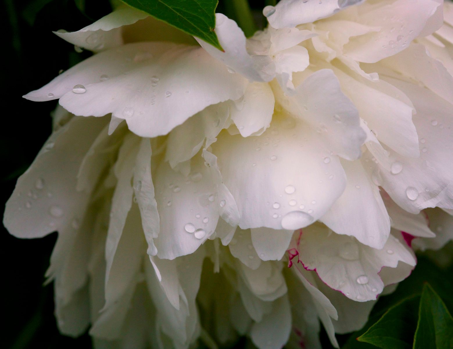 1r8x10_5388_jessiepeony_2j8z6741