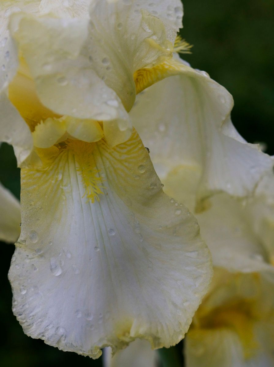 1r16x20_5392_whiteiris_2j8z6635