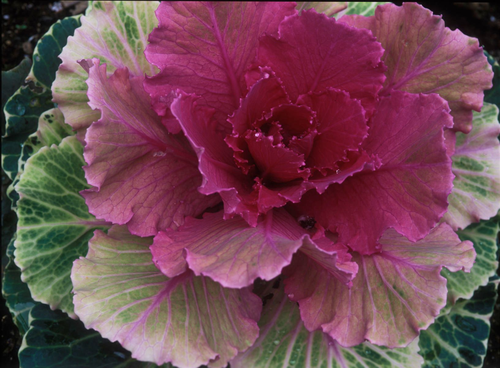 1r11x14_2067_pink_kale