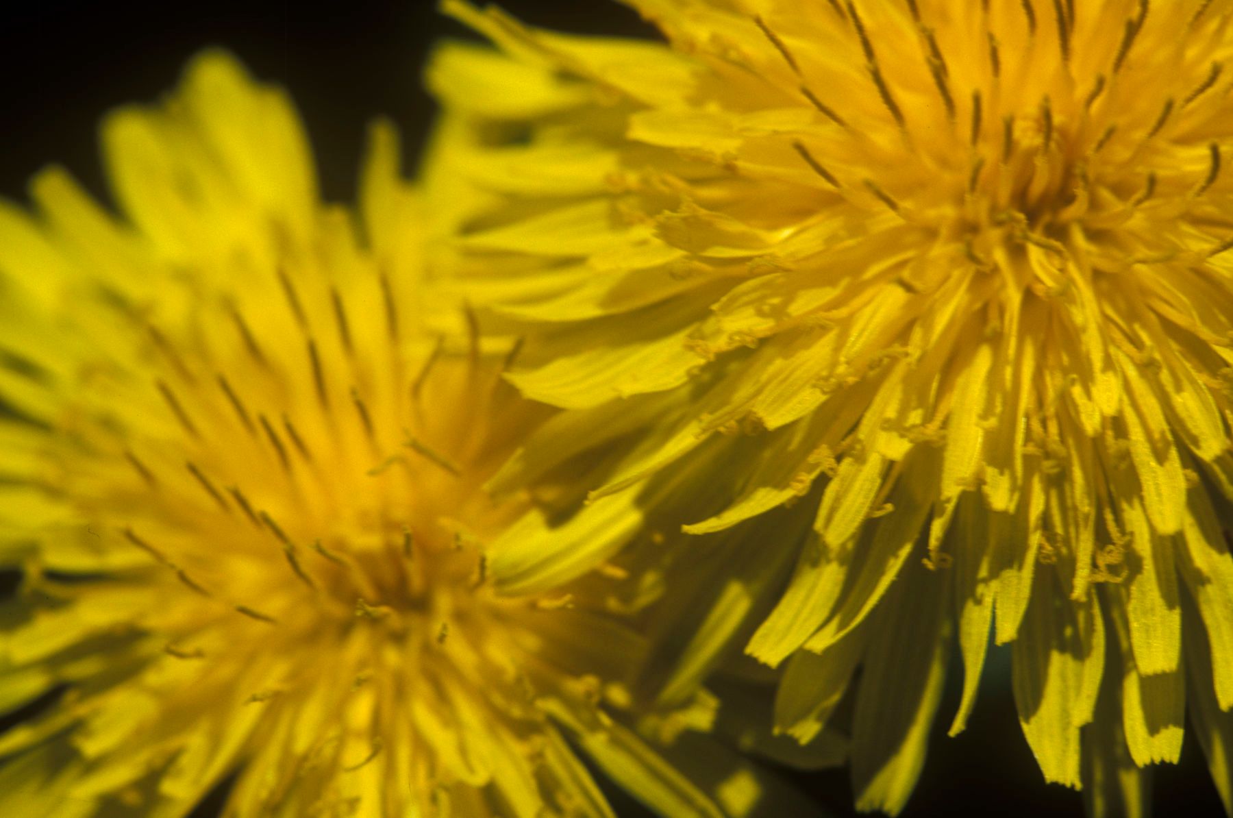 1rawfile_5139_salsifysunflow