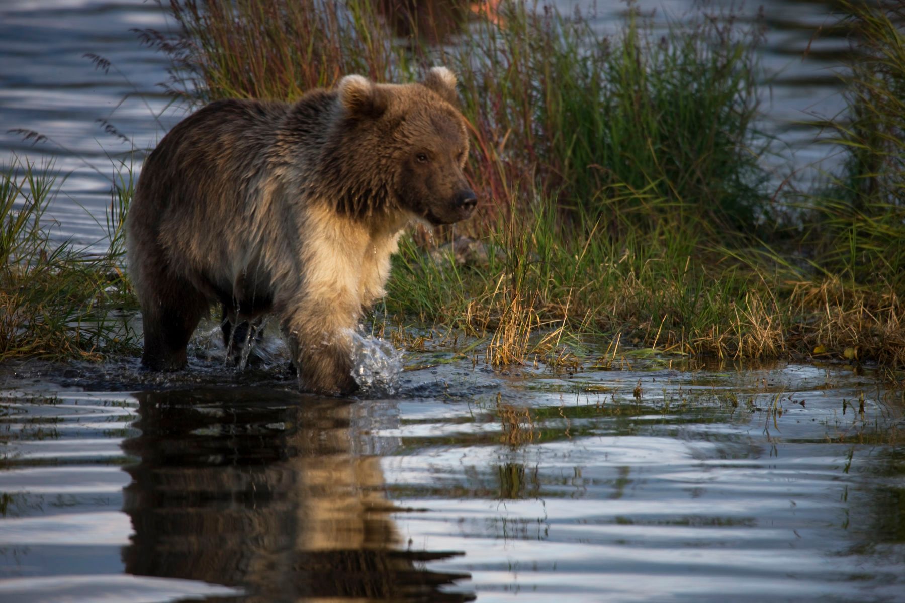 1r16x24_5326_beadnosecub_2j8z0816