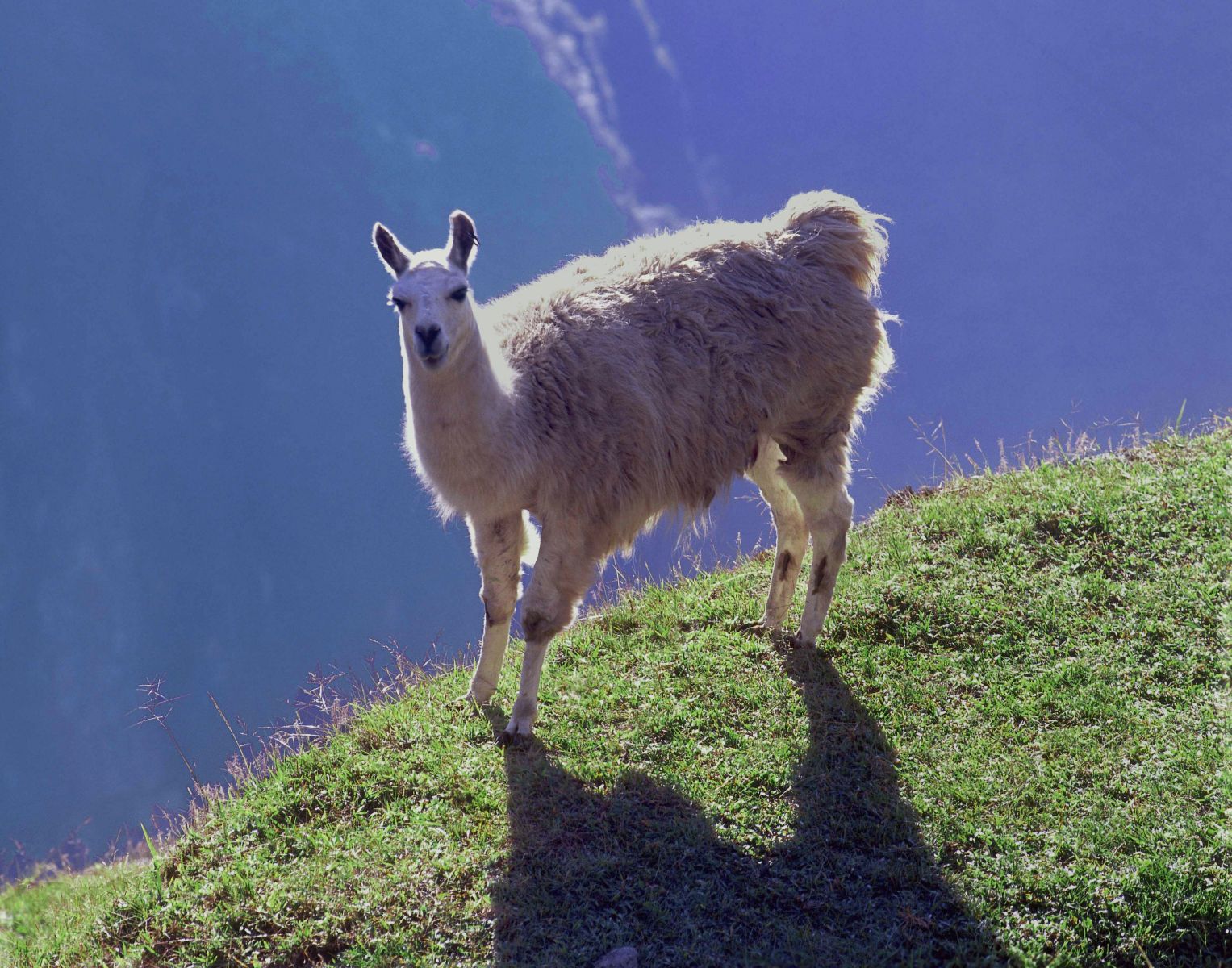 1r11x14_979_llamamachupichu