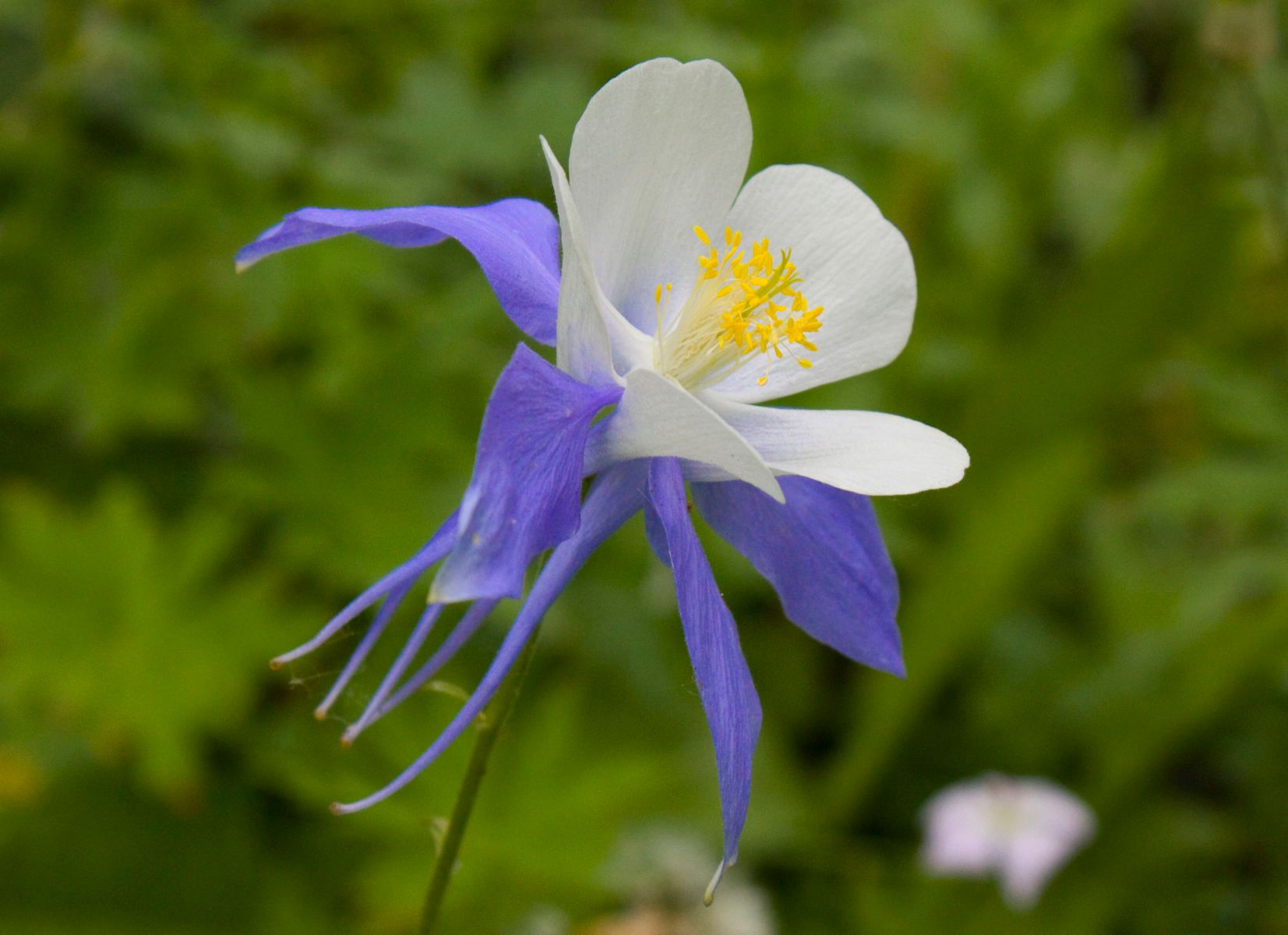 1coloradocolumbines_2_img_1058
