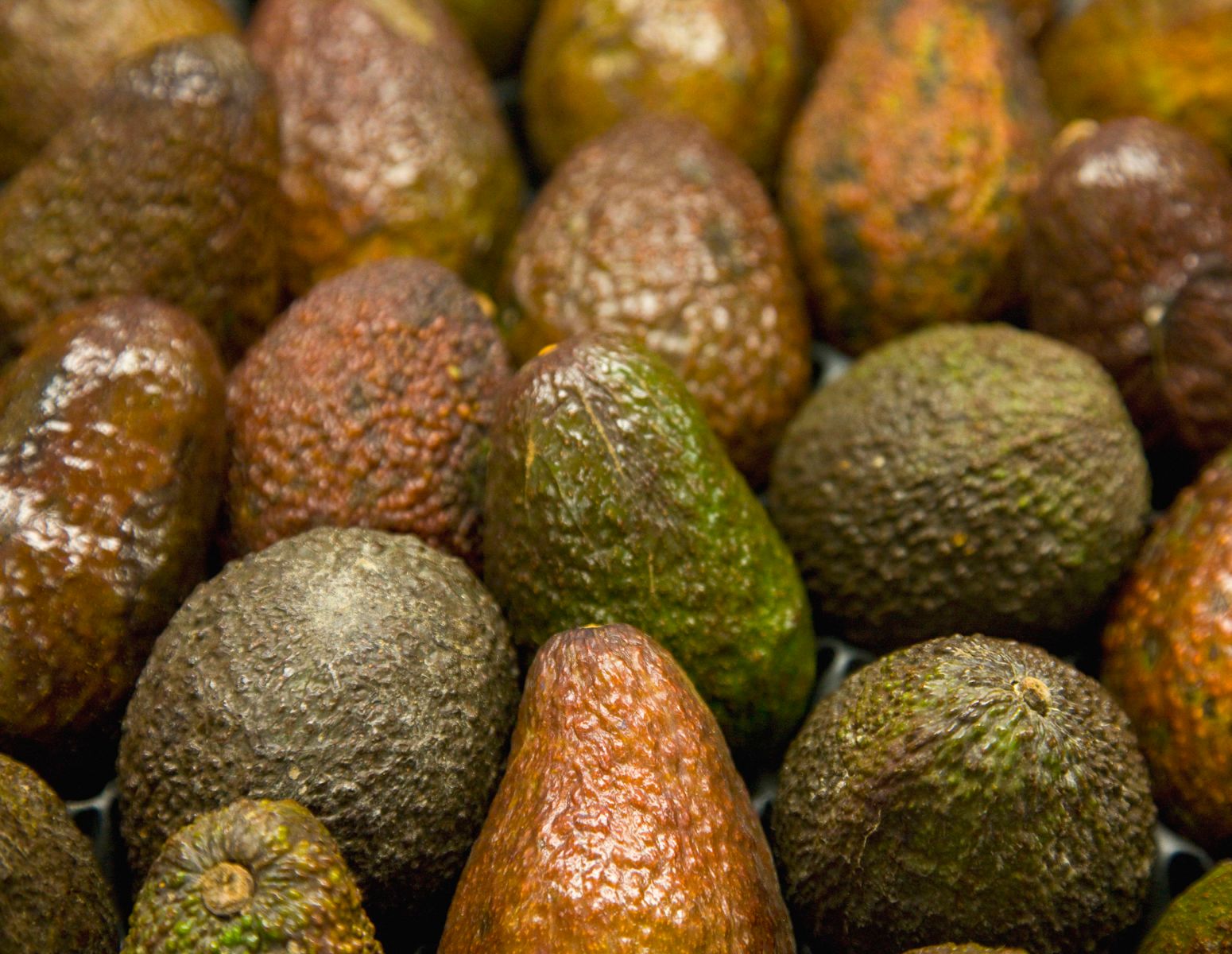 1r8x11_5448_avacodos_2j8z6535