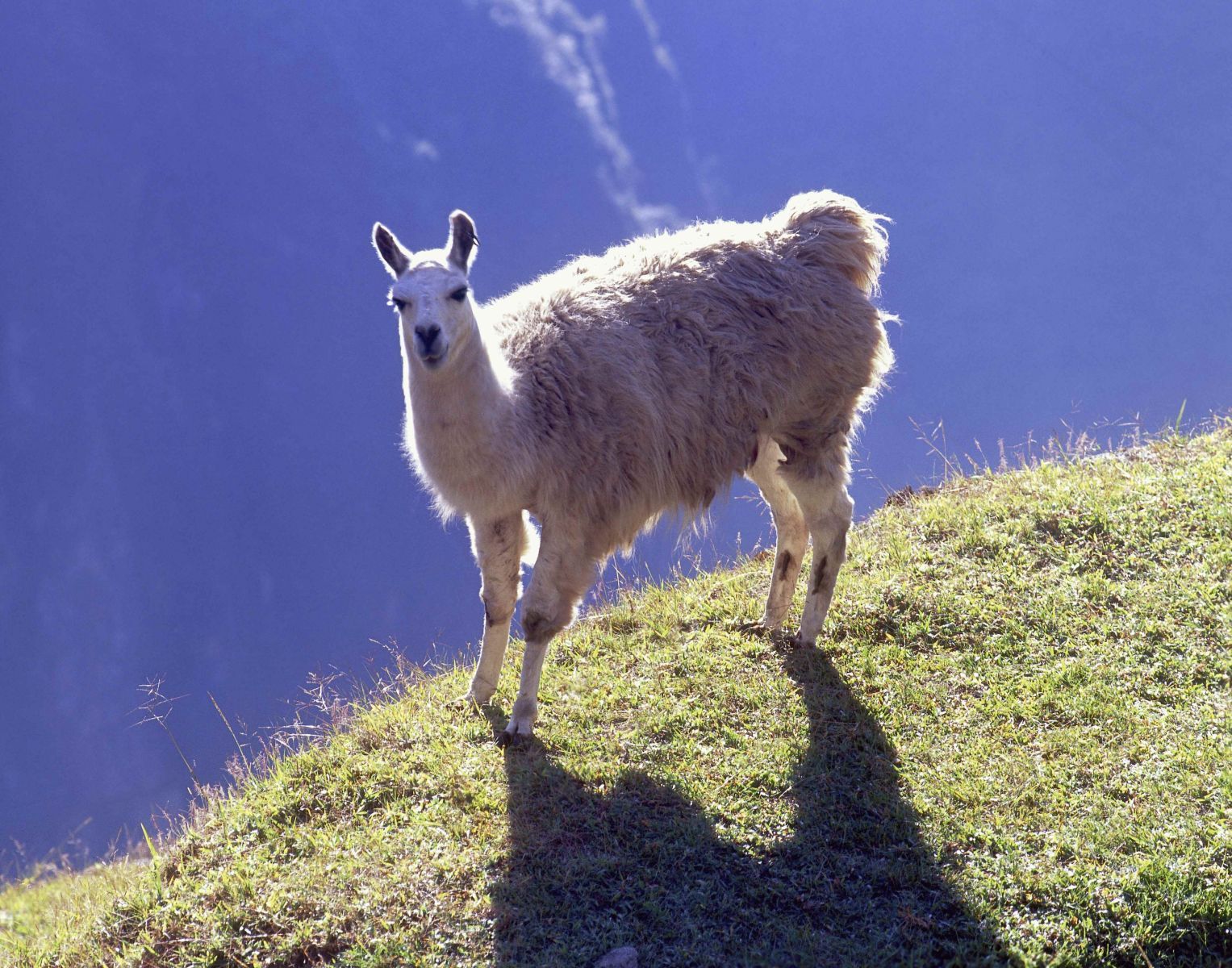 1r979_llamamachupichu