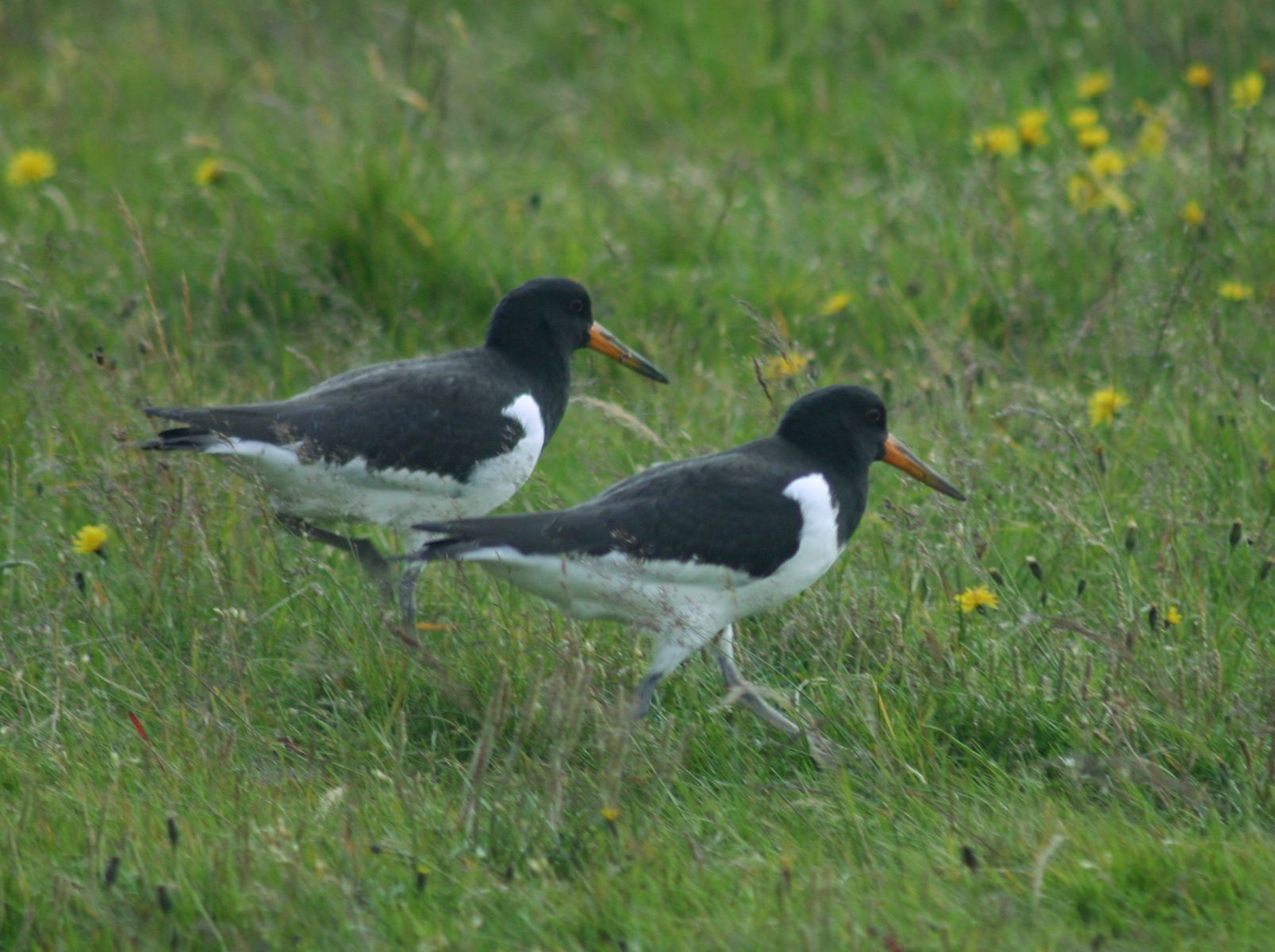 1r2064_oystercatchers
