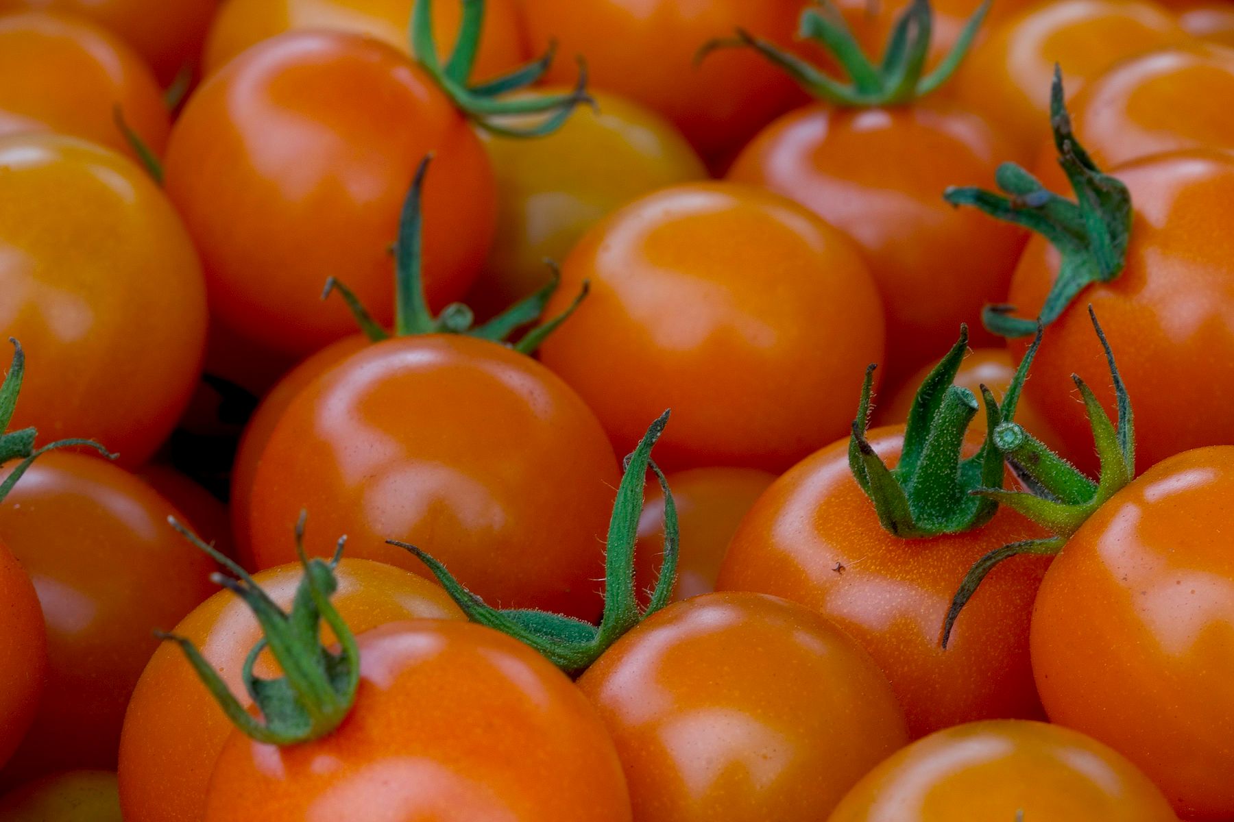 1r8x12_guttfarmcherrytomatoes