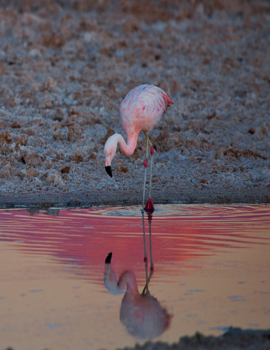 1r8_5x11_5516_flamingo_sunset_1_2j8z9340