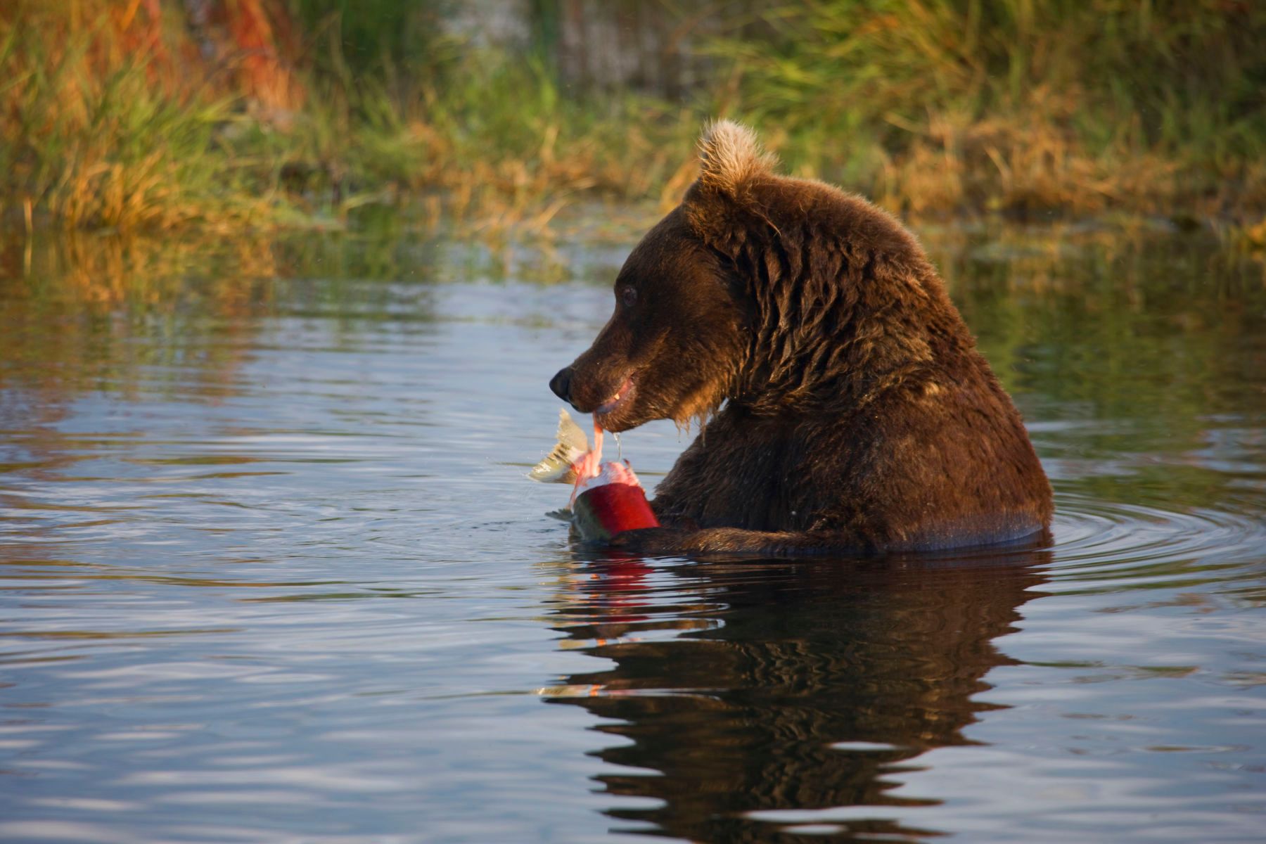 1r16x24_5325_mamabeadnose_2j8z0831