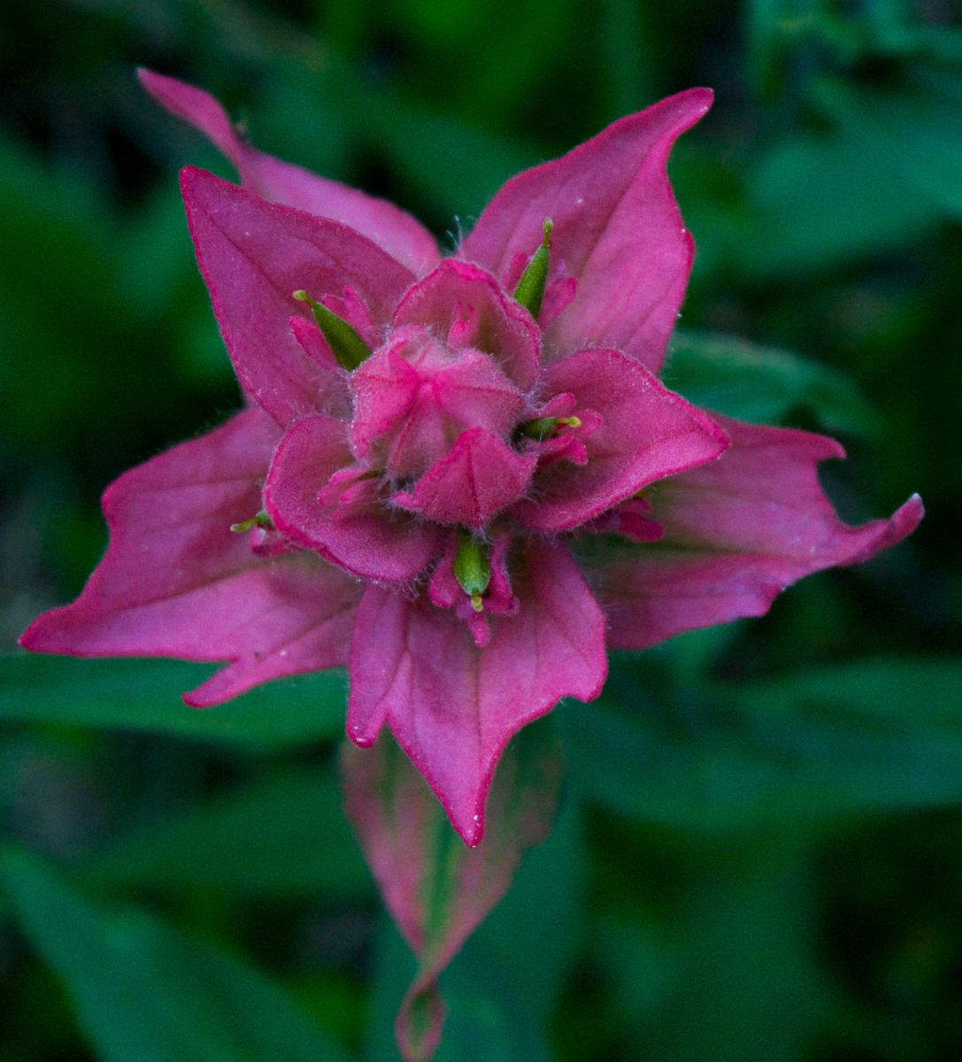 1rosypaintbrush_img_1311