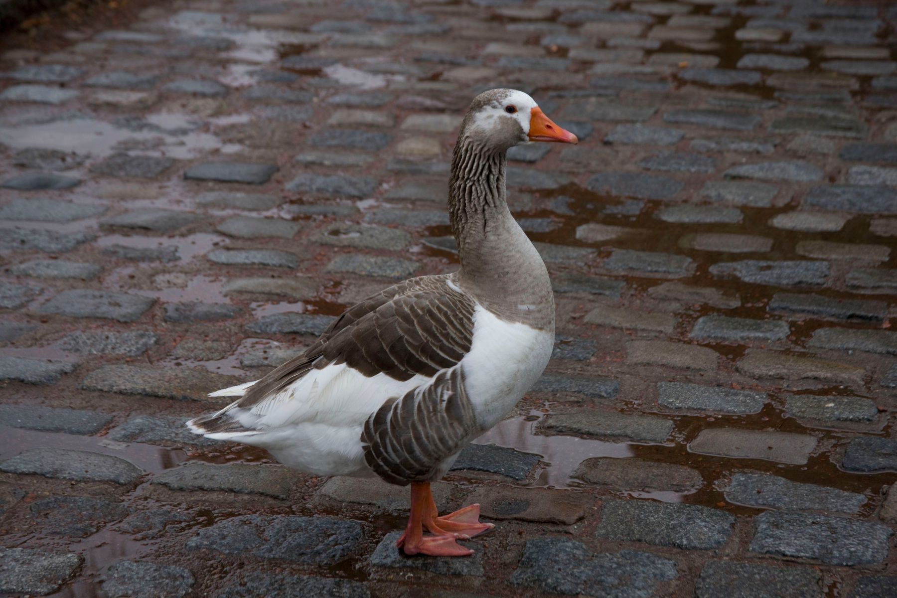 1r5212_andeangoose_buenosaires_2j8z0081