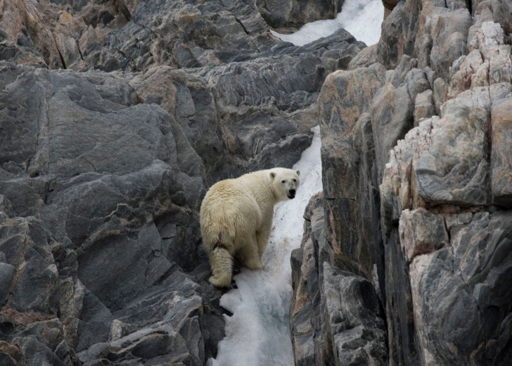 1r4021_1593_climbingbearv