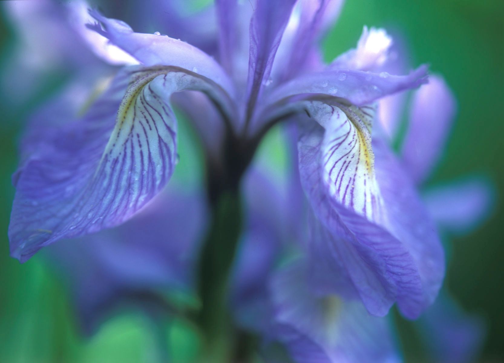 1rawfile_978_wildiris