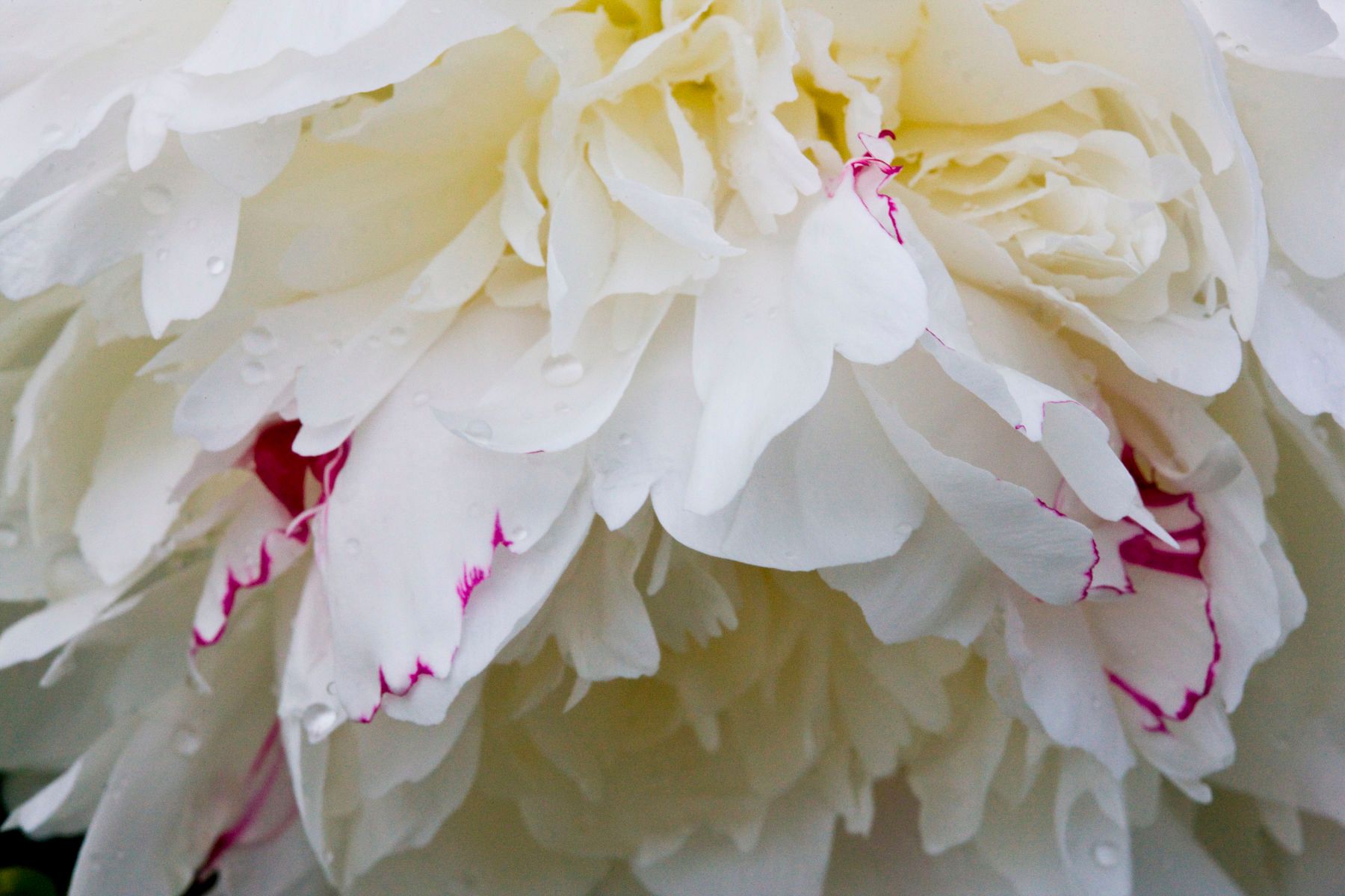 1r16x24_5389_jessiepeony_2j8z6750