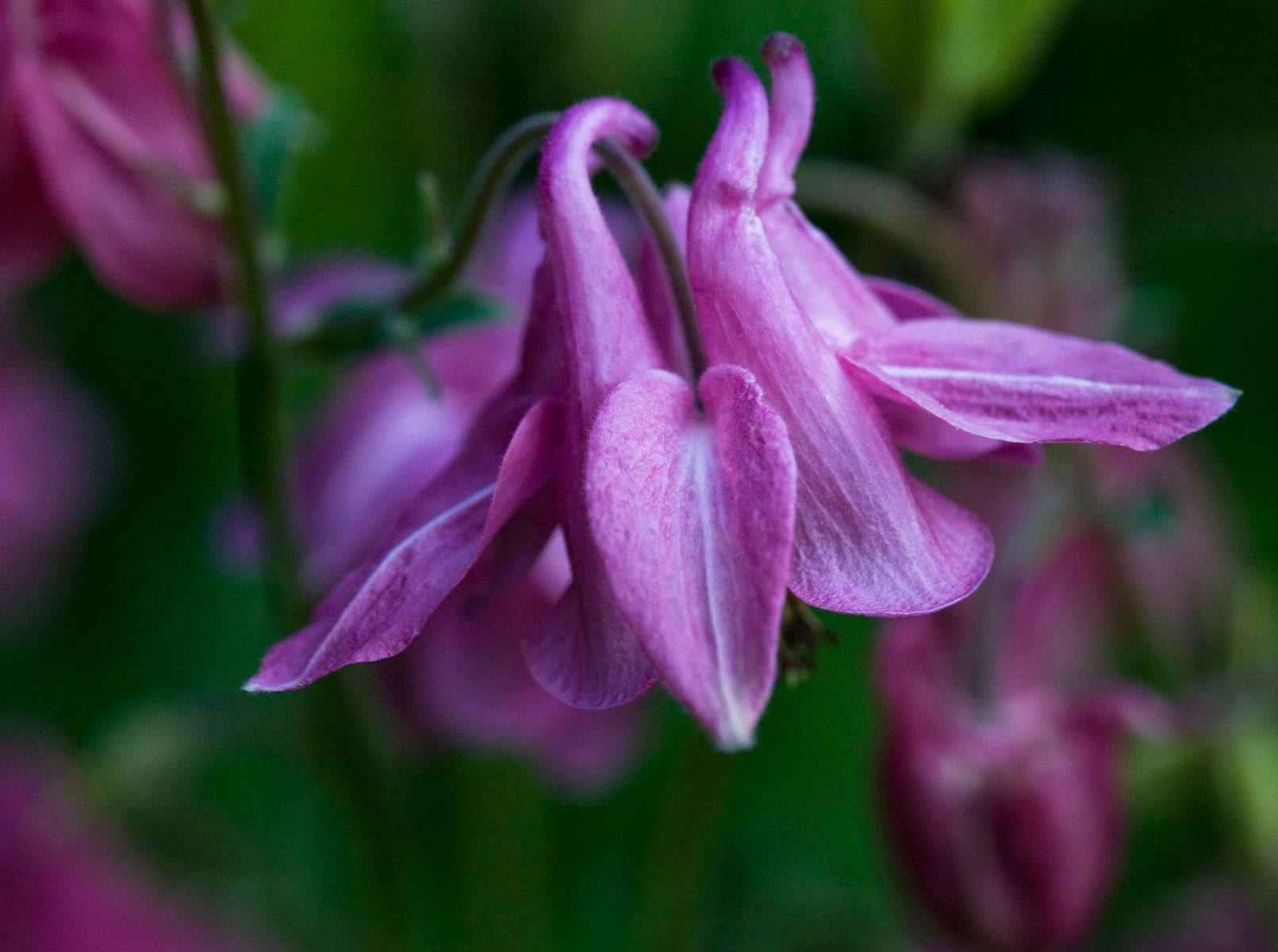 1r8x12_5274_wildcolumbine_2_2j8z6908