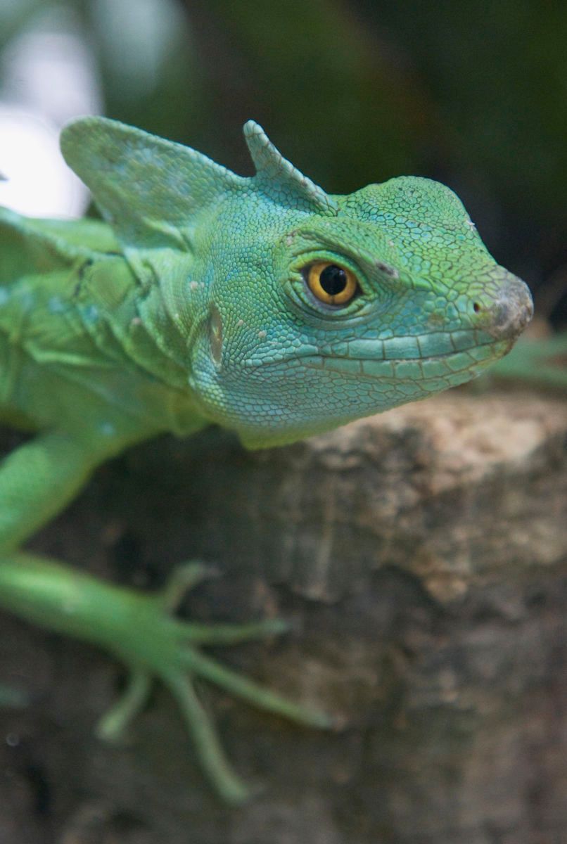 1r5238_lizard_2j8z2149