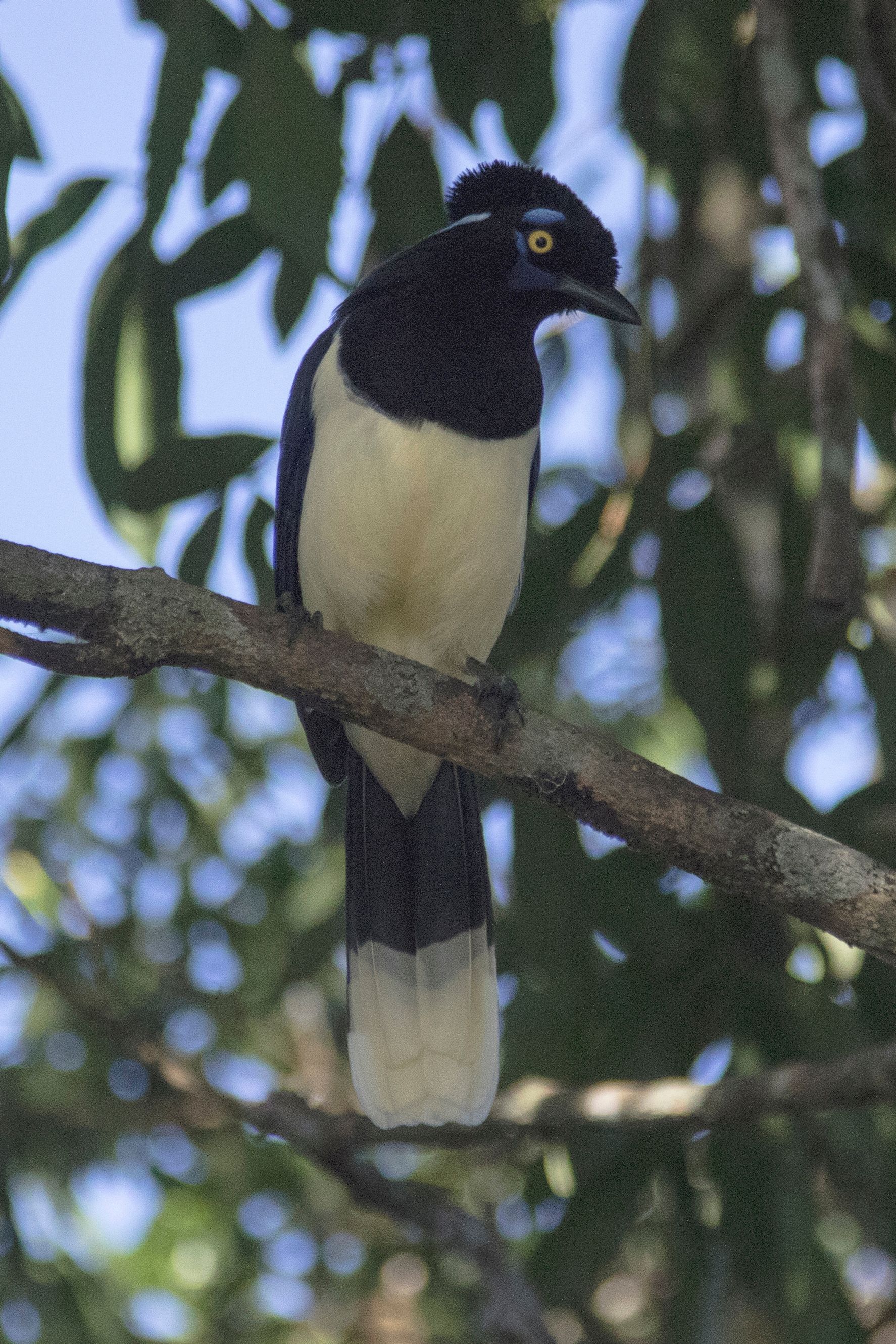 2GTQbgiNyrLLfWFH1ZfTkpKaAHiekAdH62F7fZv (11).jpeg