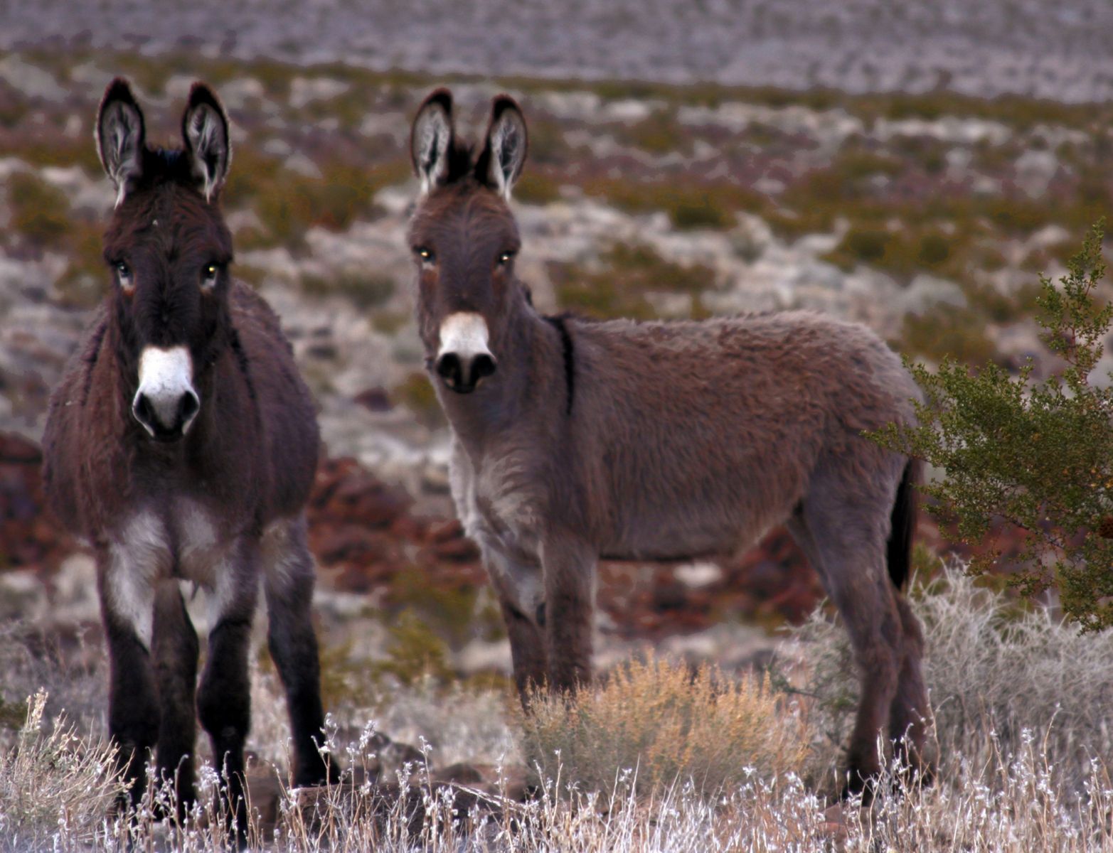 1r8_5x11_2072_wildmules