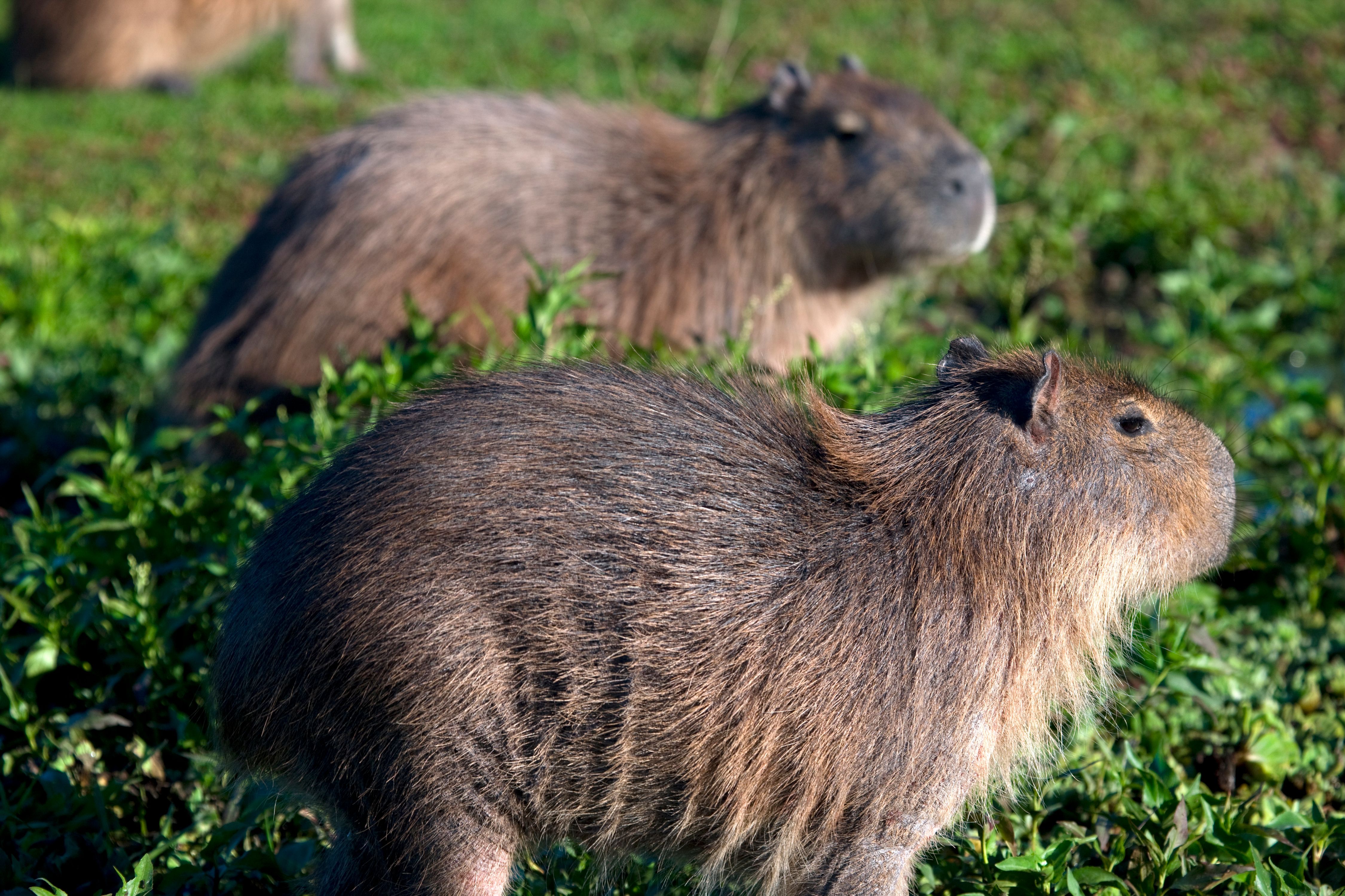 2GTQbgiNyrLLfWFH1ZfTkpKaAHiekAdH62F7fZv (14).jpeg