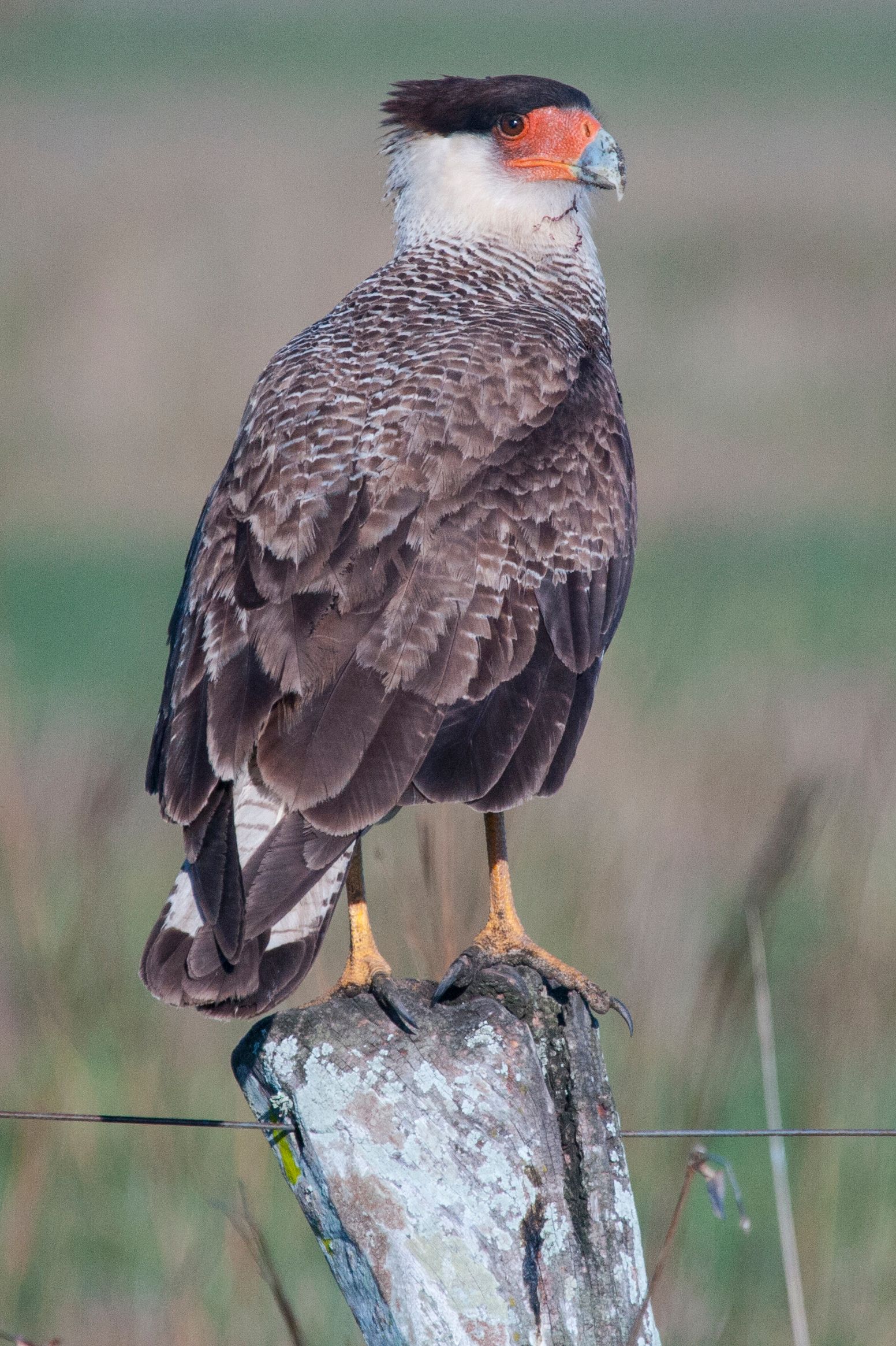 2GTQbgiNyrLLfWFH1ZfTkpKaAHiekAdH62F7fZv (12).jpeg