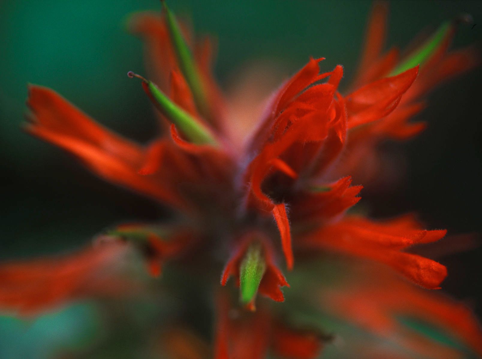 1r8x10_rawfileindianpaintbrus