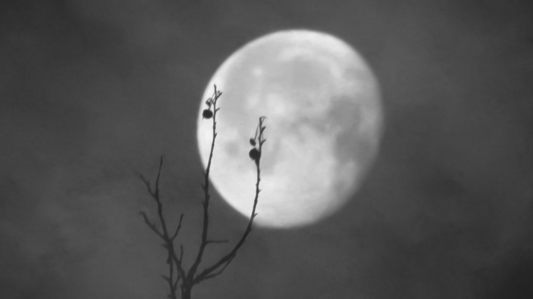 The Full Moon Is Calling