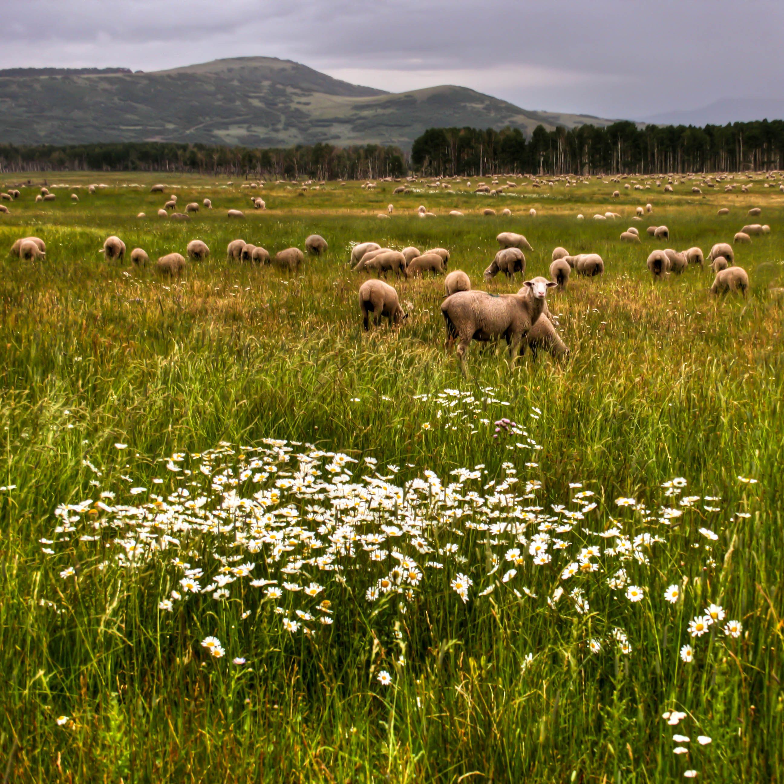 1ridgeway_ld__1_of_1_