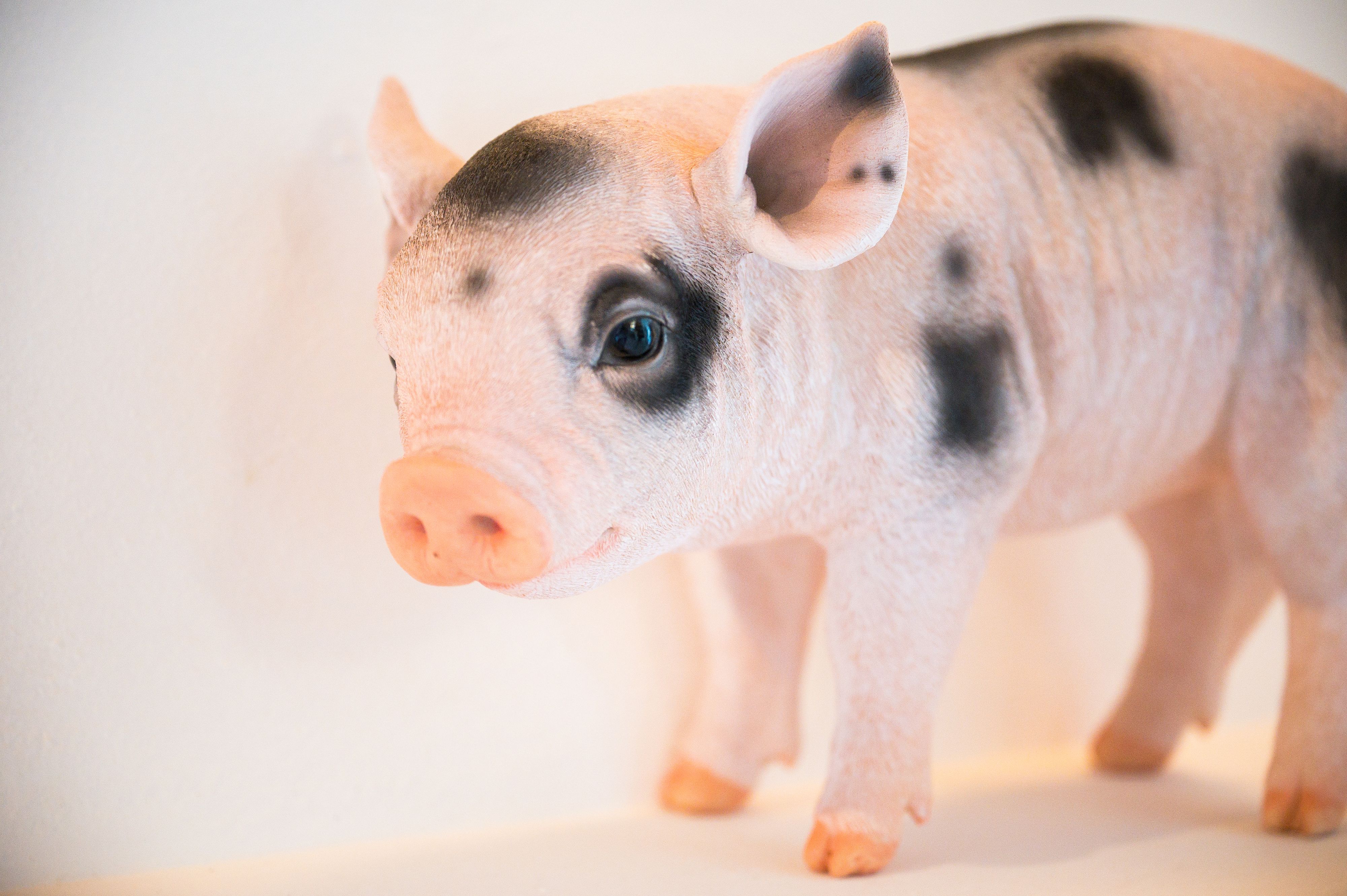 Small realistic toy pig in Portugal