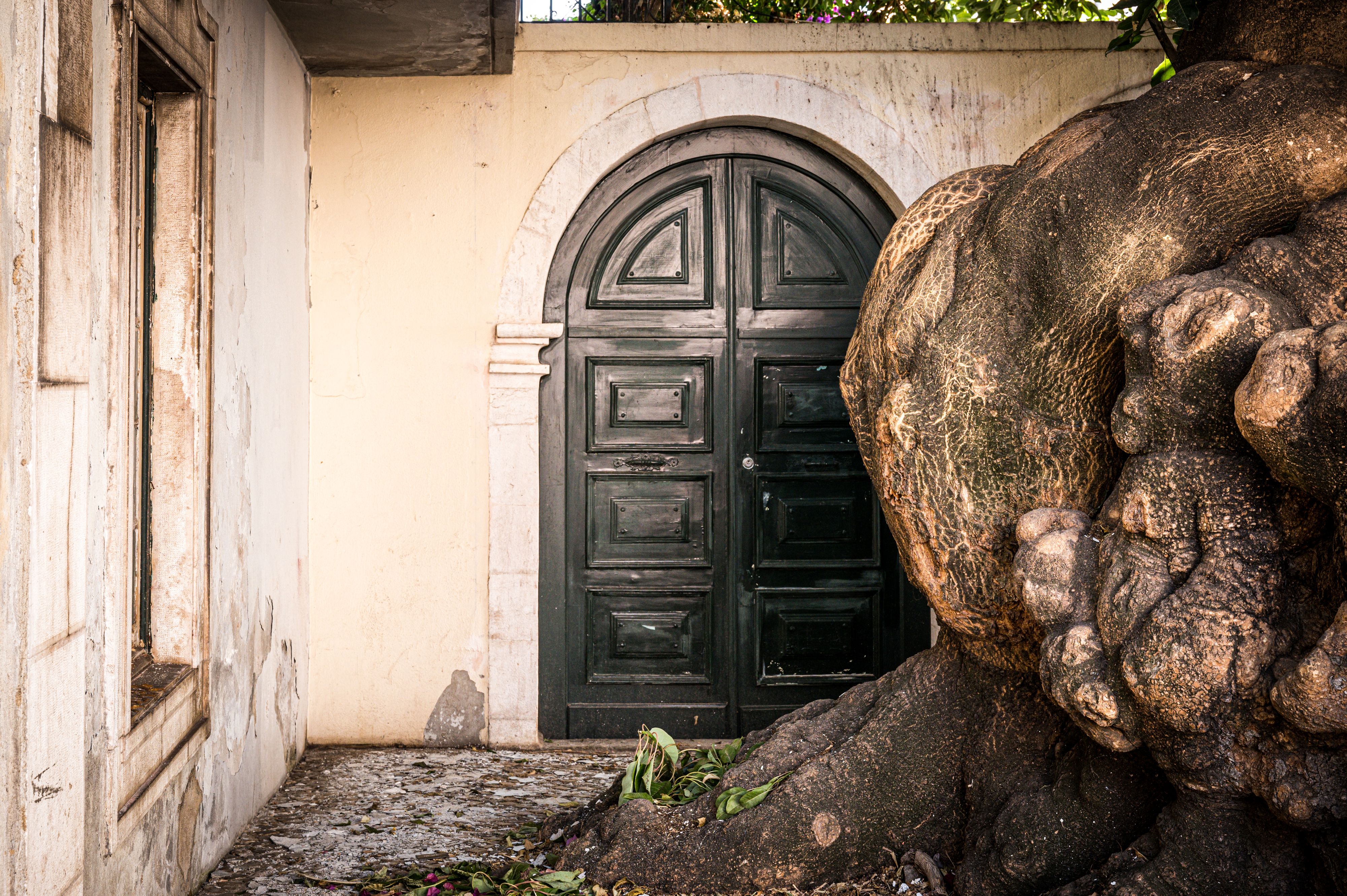 Large old tree protrudes in front of funky old doorway in Lisbon, Portugal