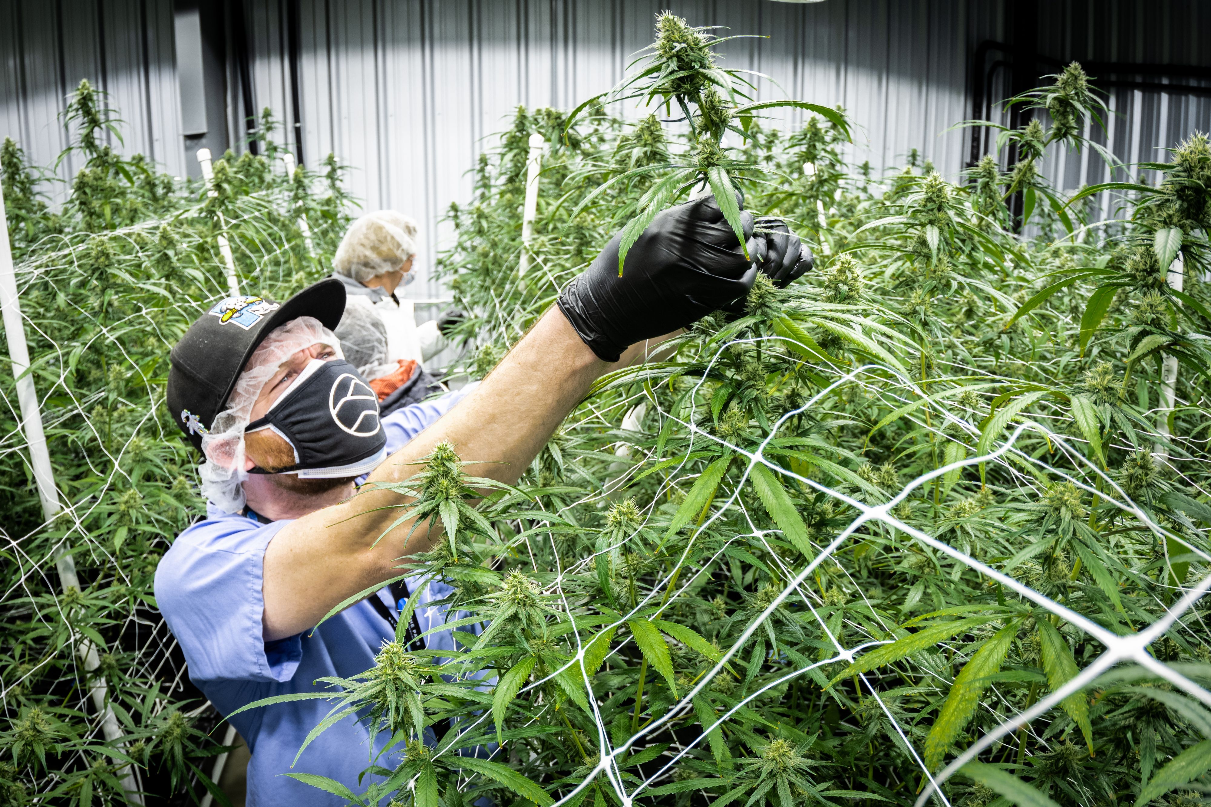Marijuana grower takes look at budding marijuana plant