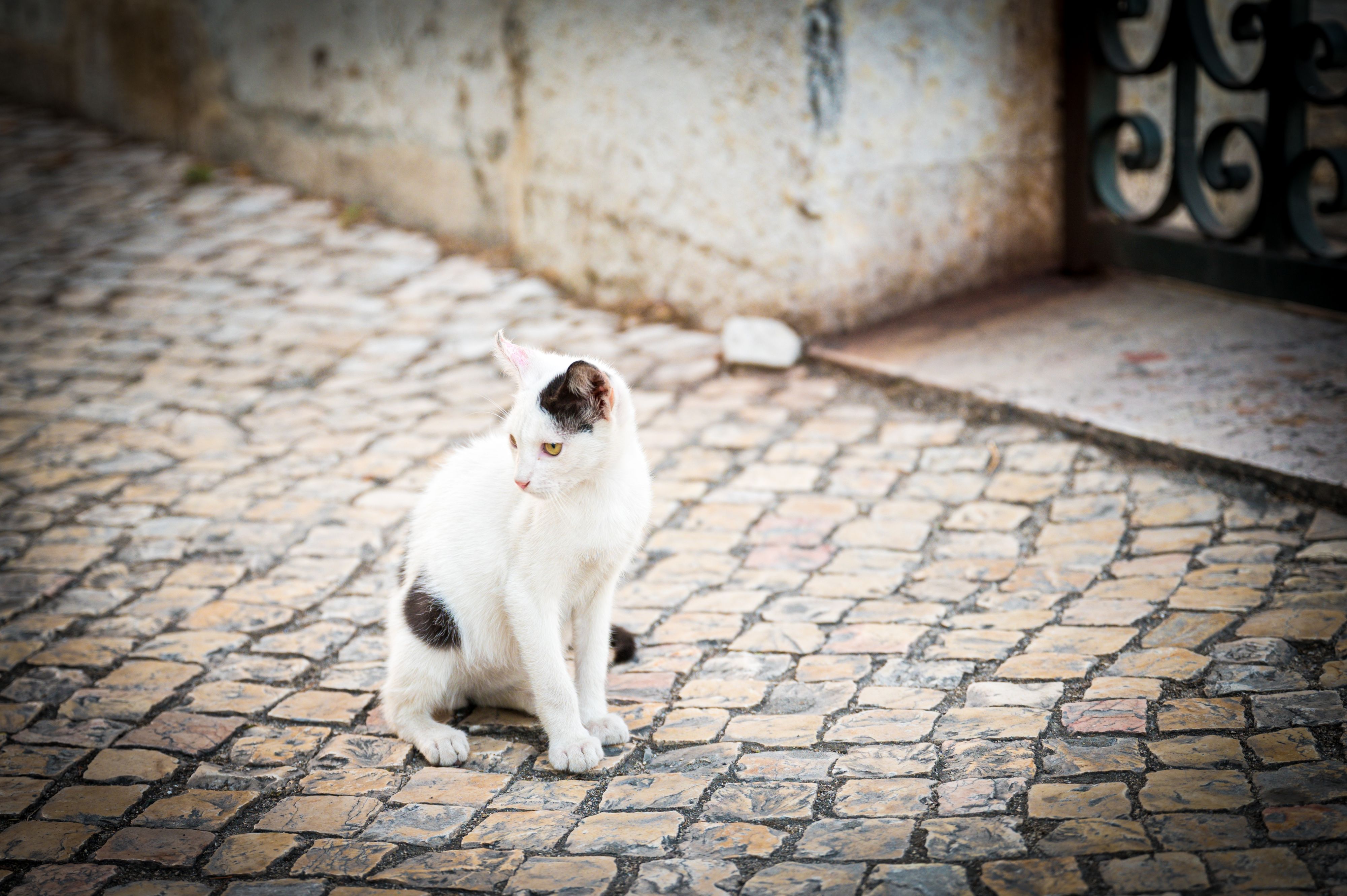 Cat sits alone on cobblestone street in Lisbon Portugal