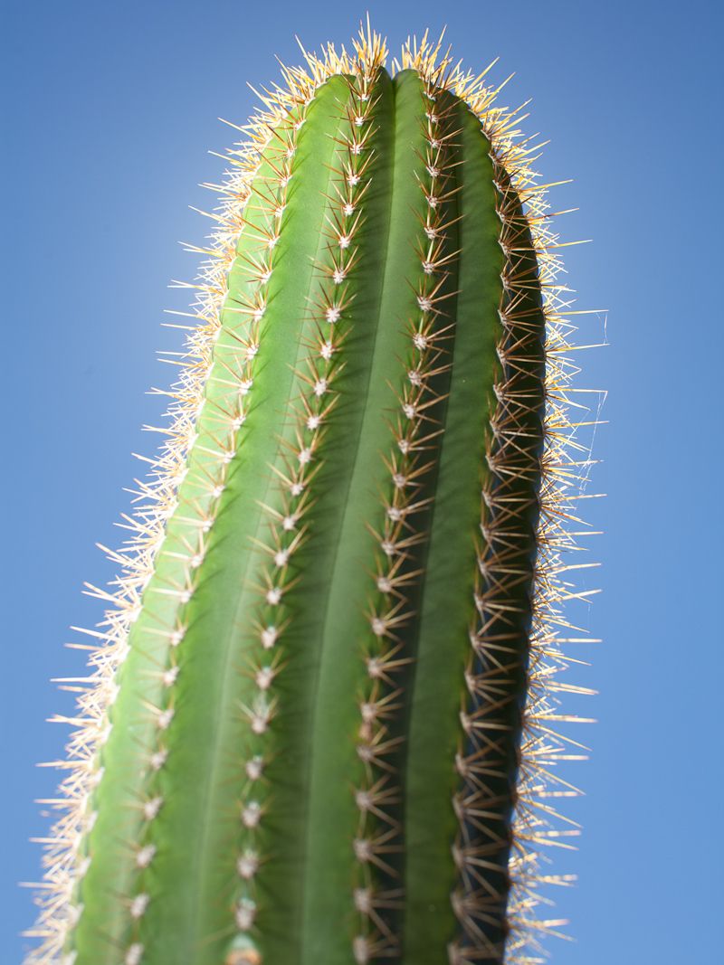 Cactus