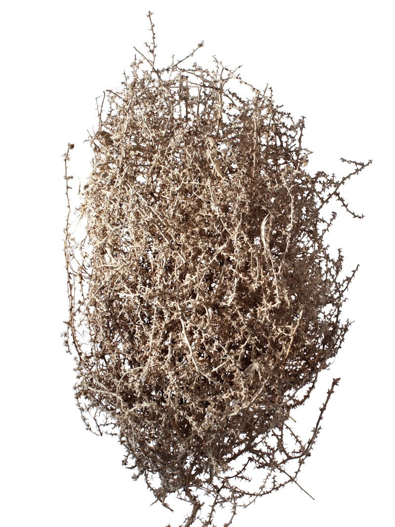 Tumbleweed